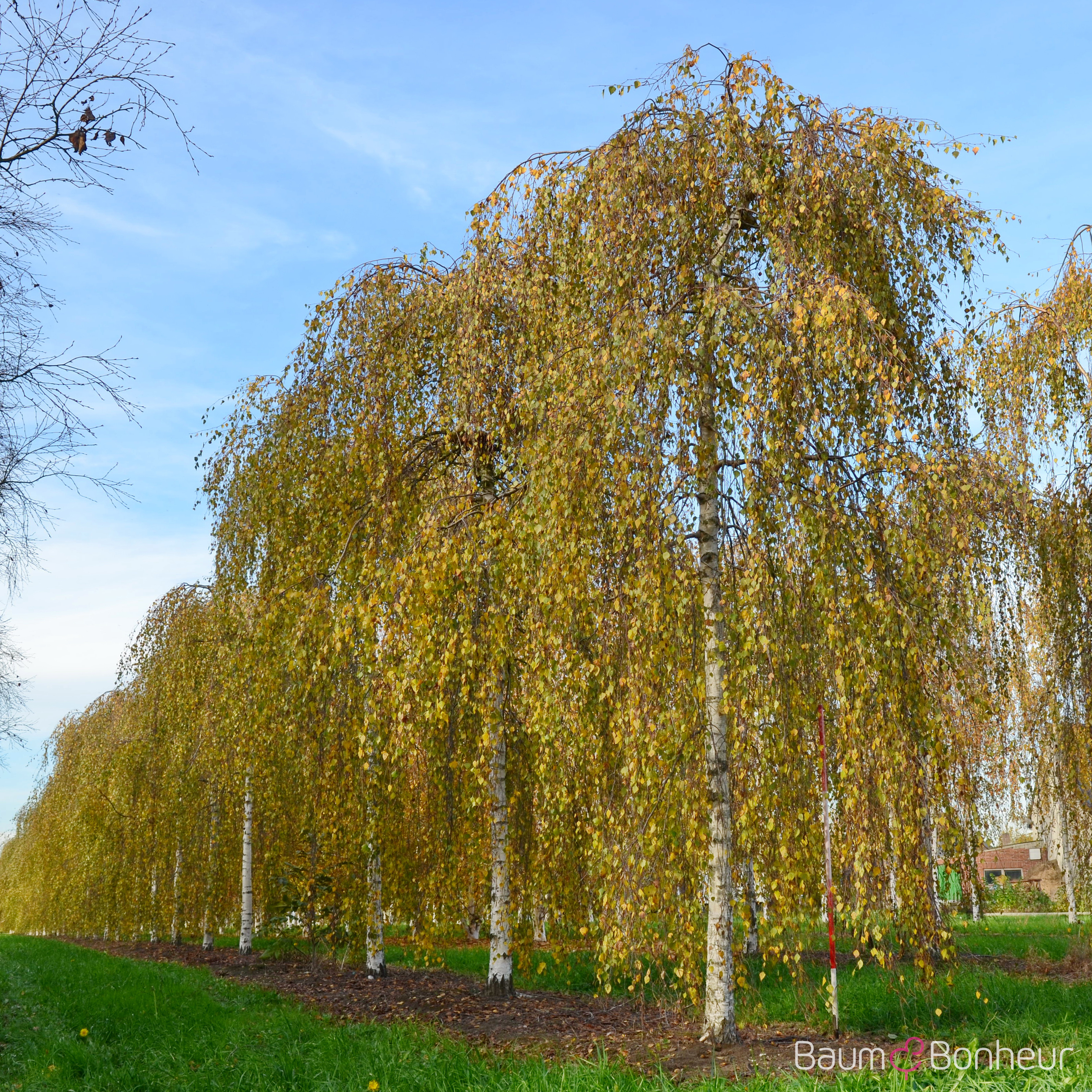 Betula pendula 'Youngii'