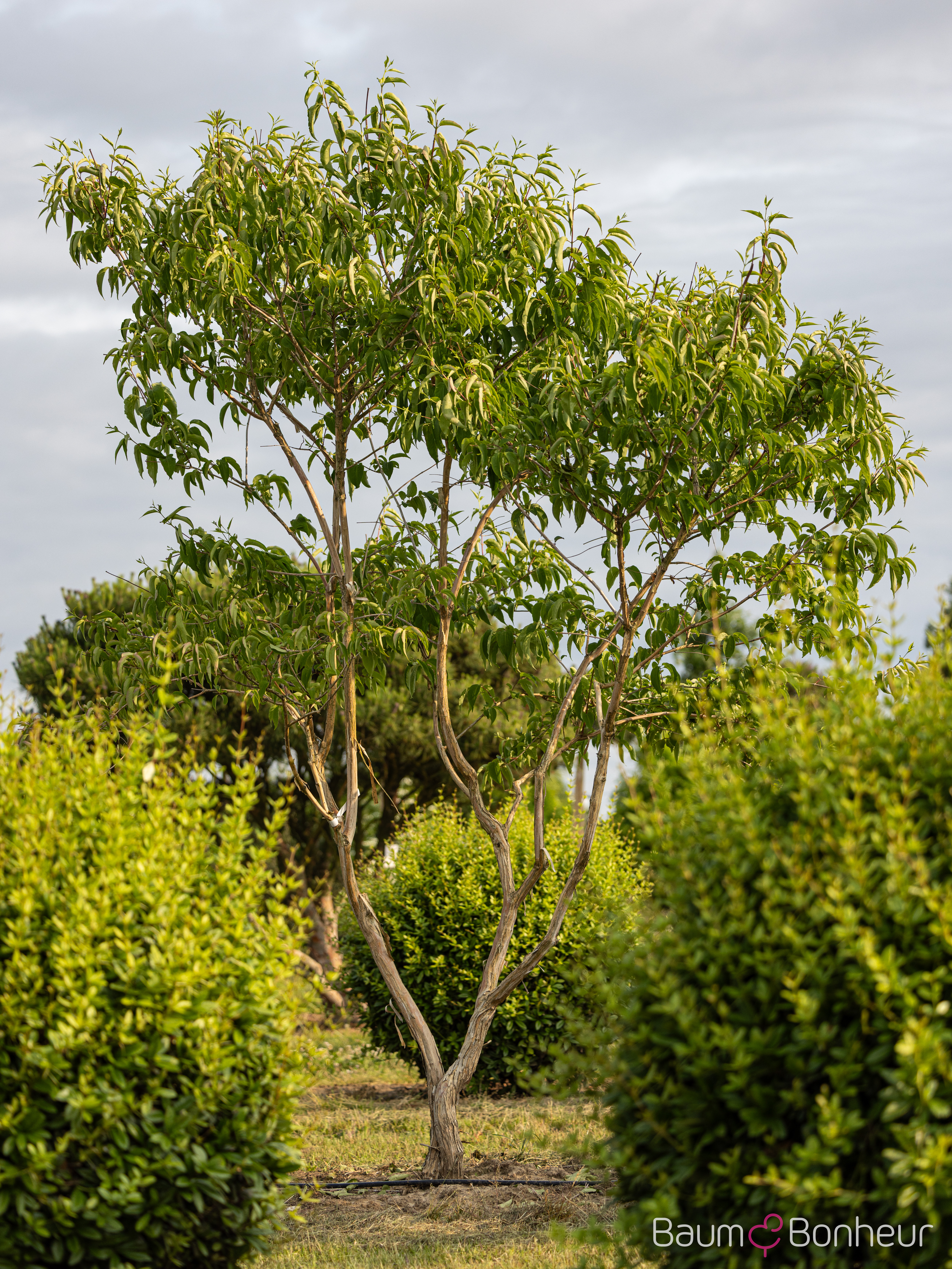Heptacodium miconioides
