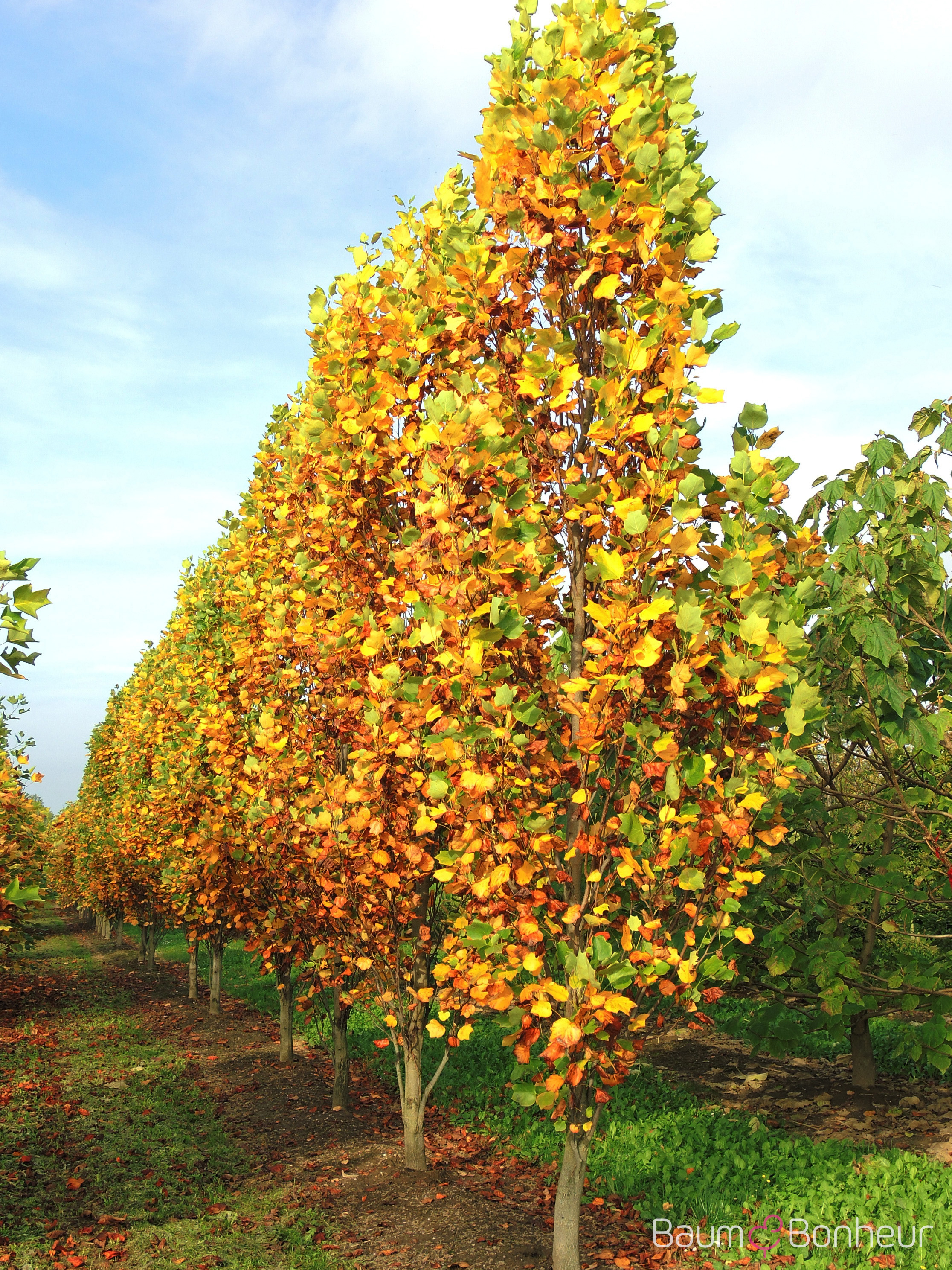 Liriodendron tulipifera 'Fastigiatum'
