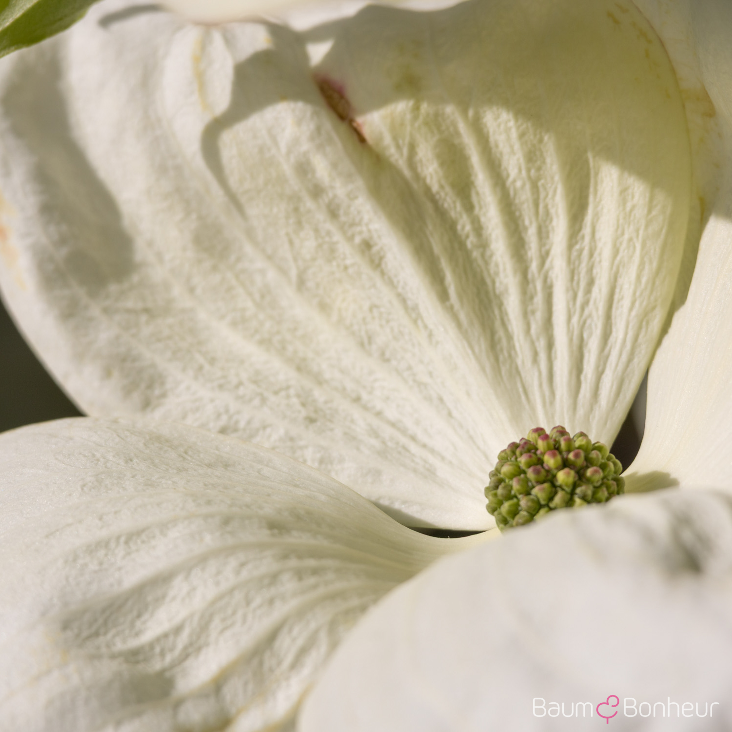 Cornus kousa 'Venus' ®