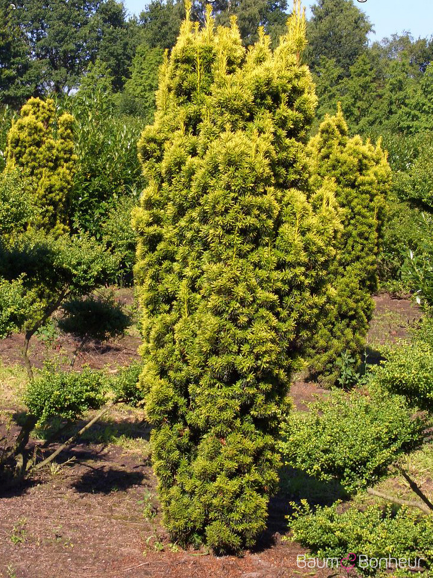 Taxus baccata 'Fastigiata Aureomarginata'