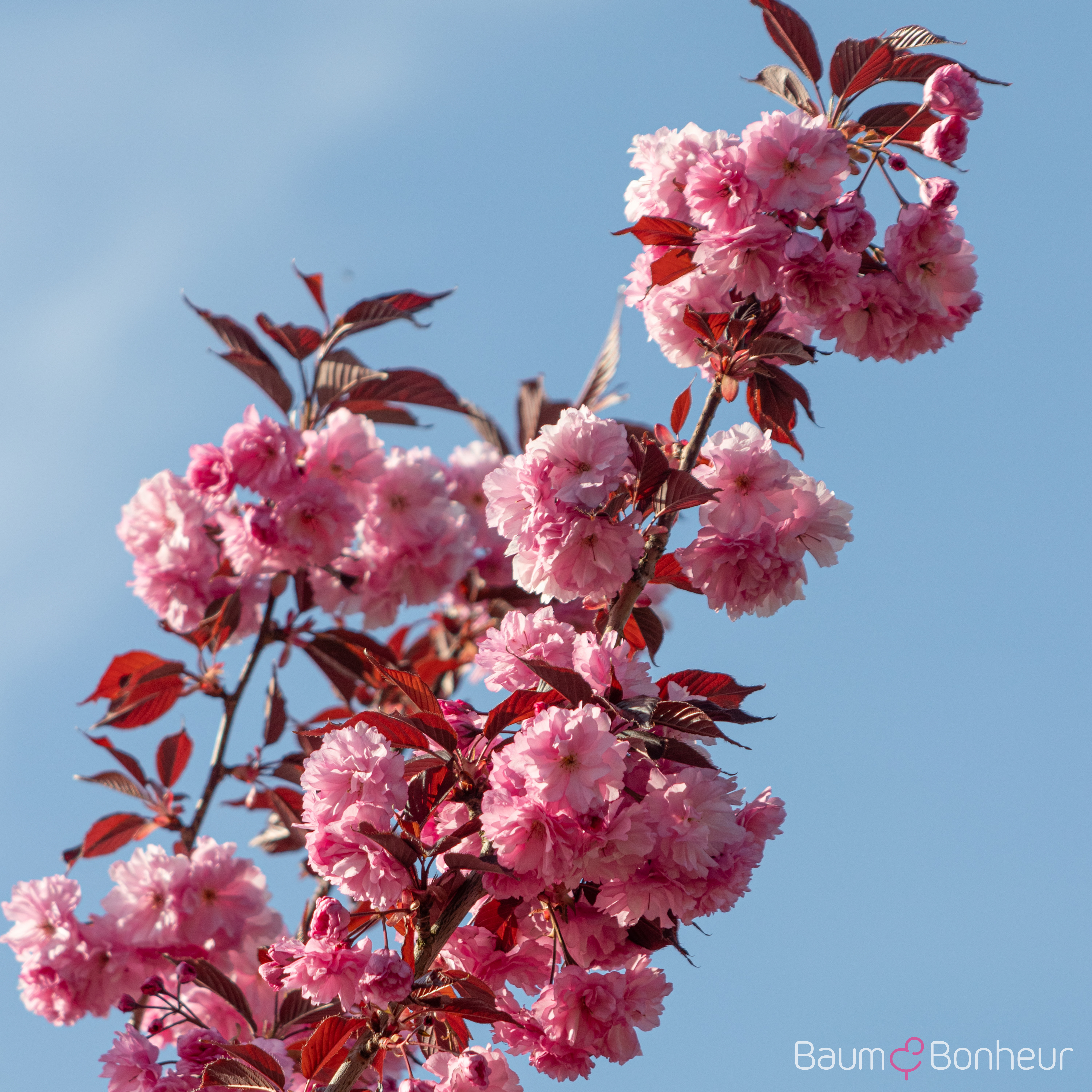 Prunus serrulata 'Royal Burgundy'