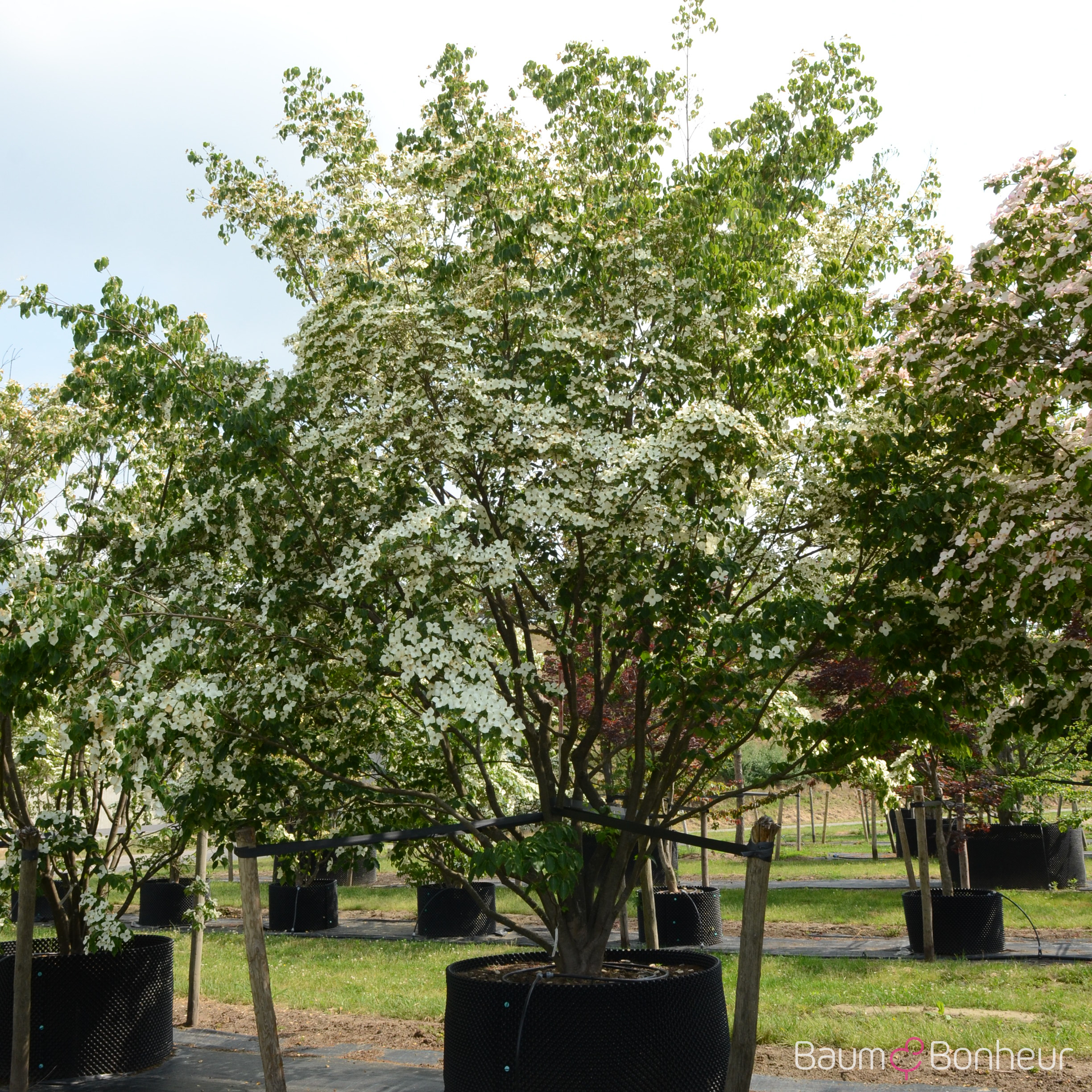 Cornus kousa 'China Girl'