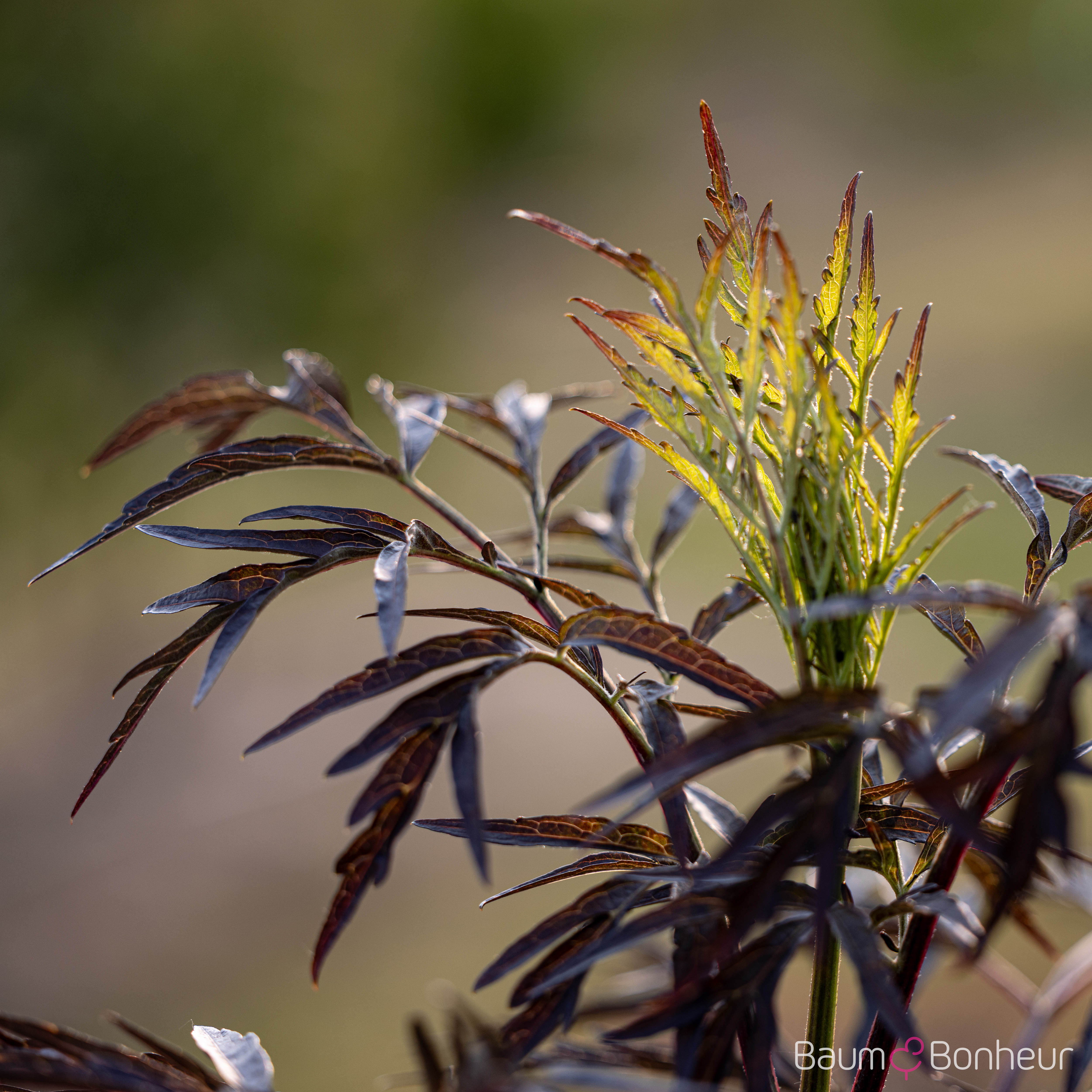 Sambucus nigra 'Black Lace' -R--S-