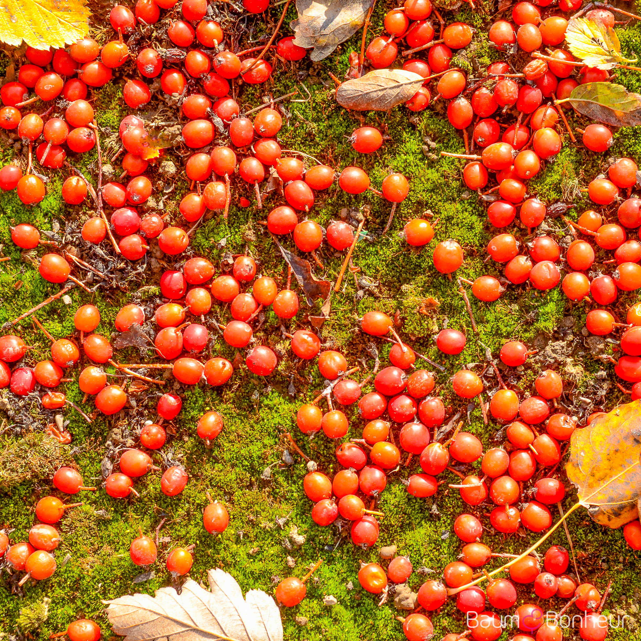 Sorbus intermedia 'Brouwers'