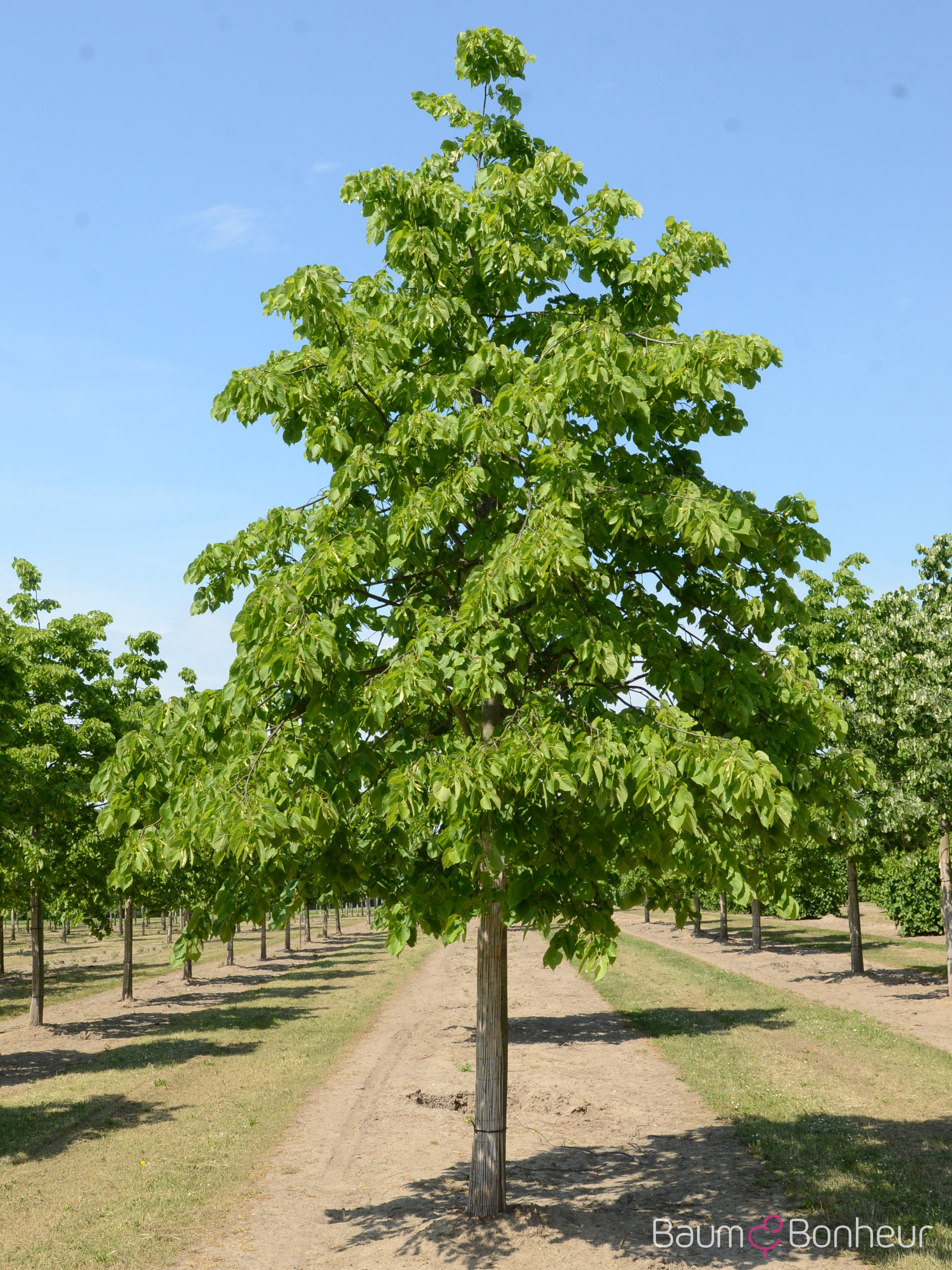 Tilia americana 'Nova'