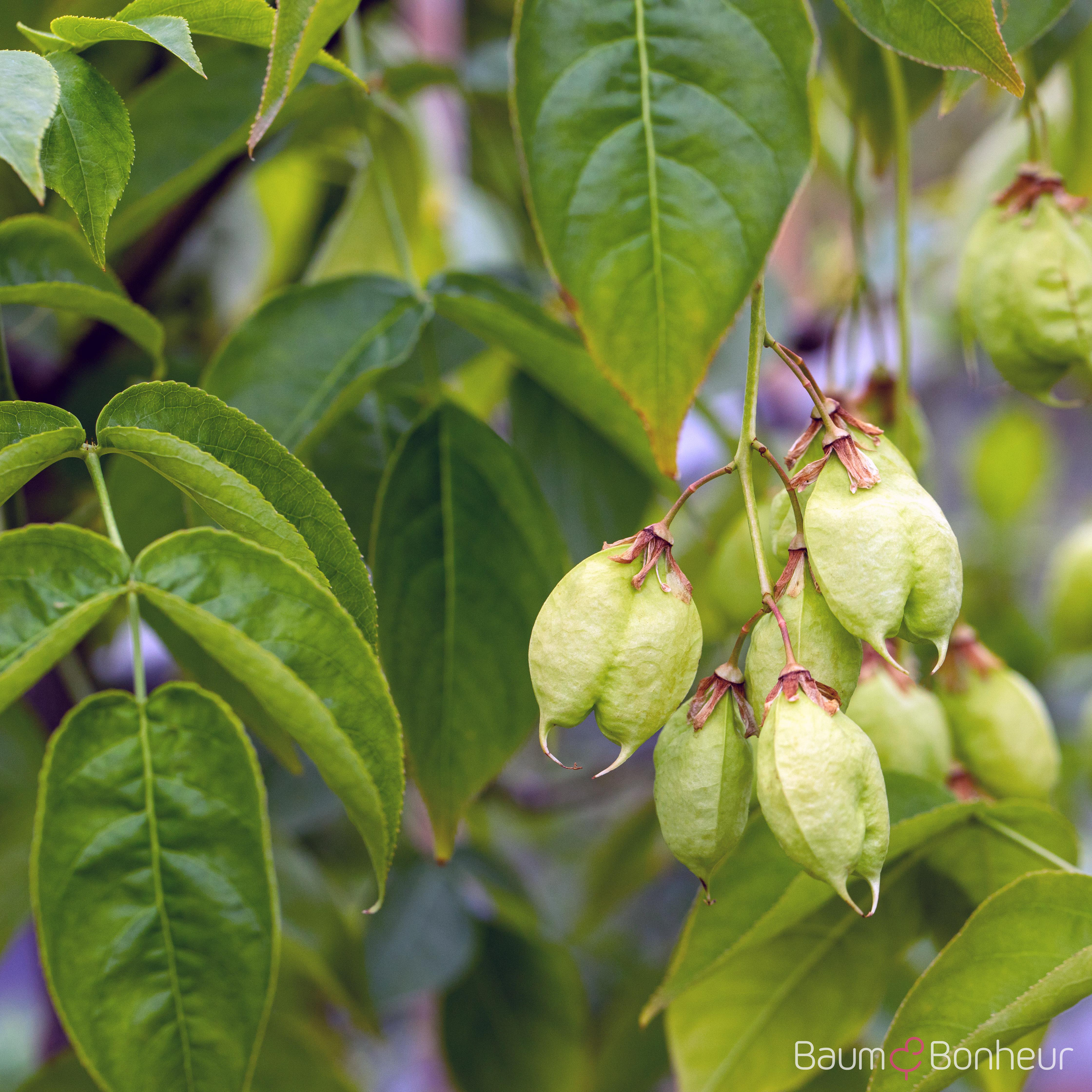 Staphylea colchica