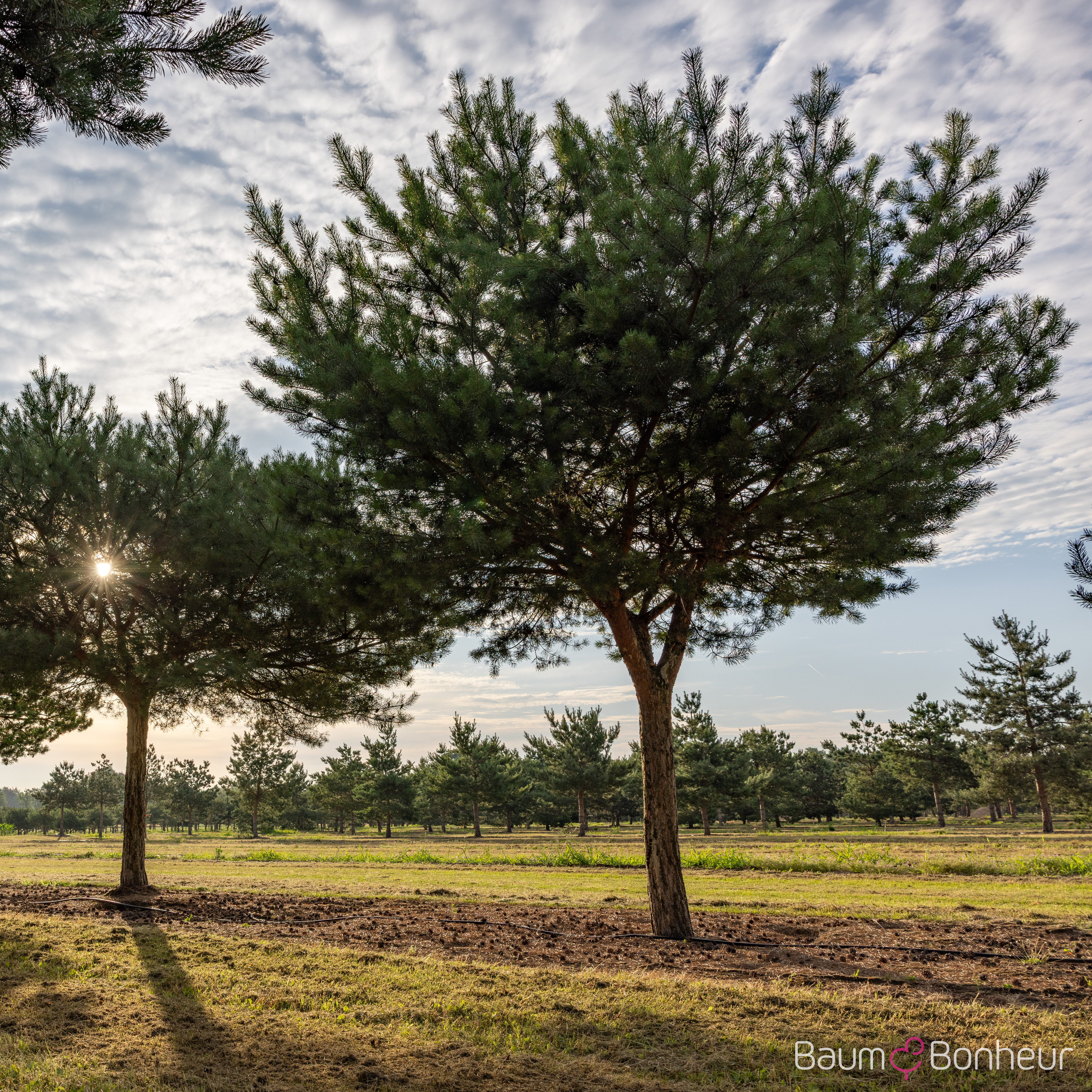 Pinus sylvestris