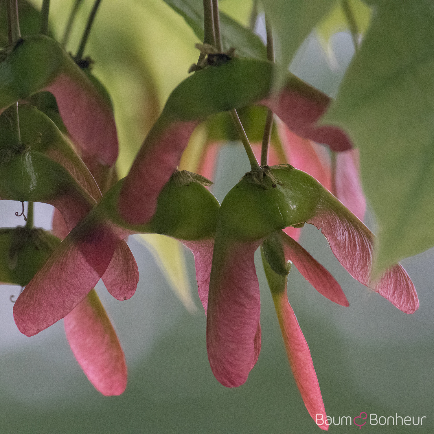 Acer platanoides