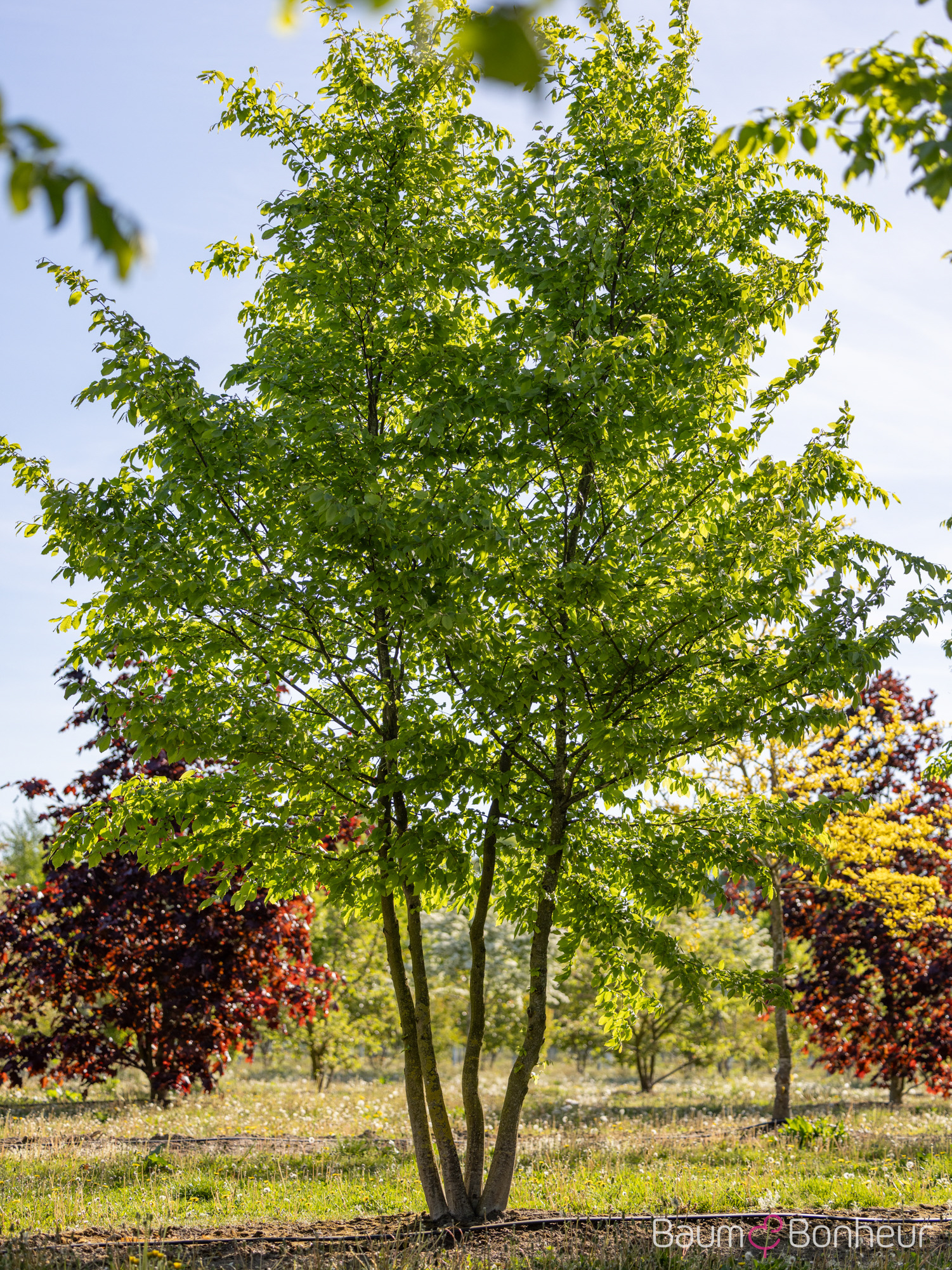Carpinus betulus