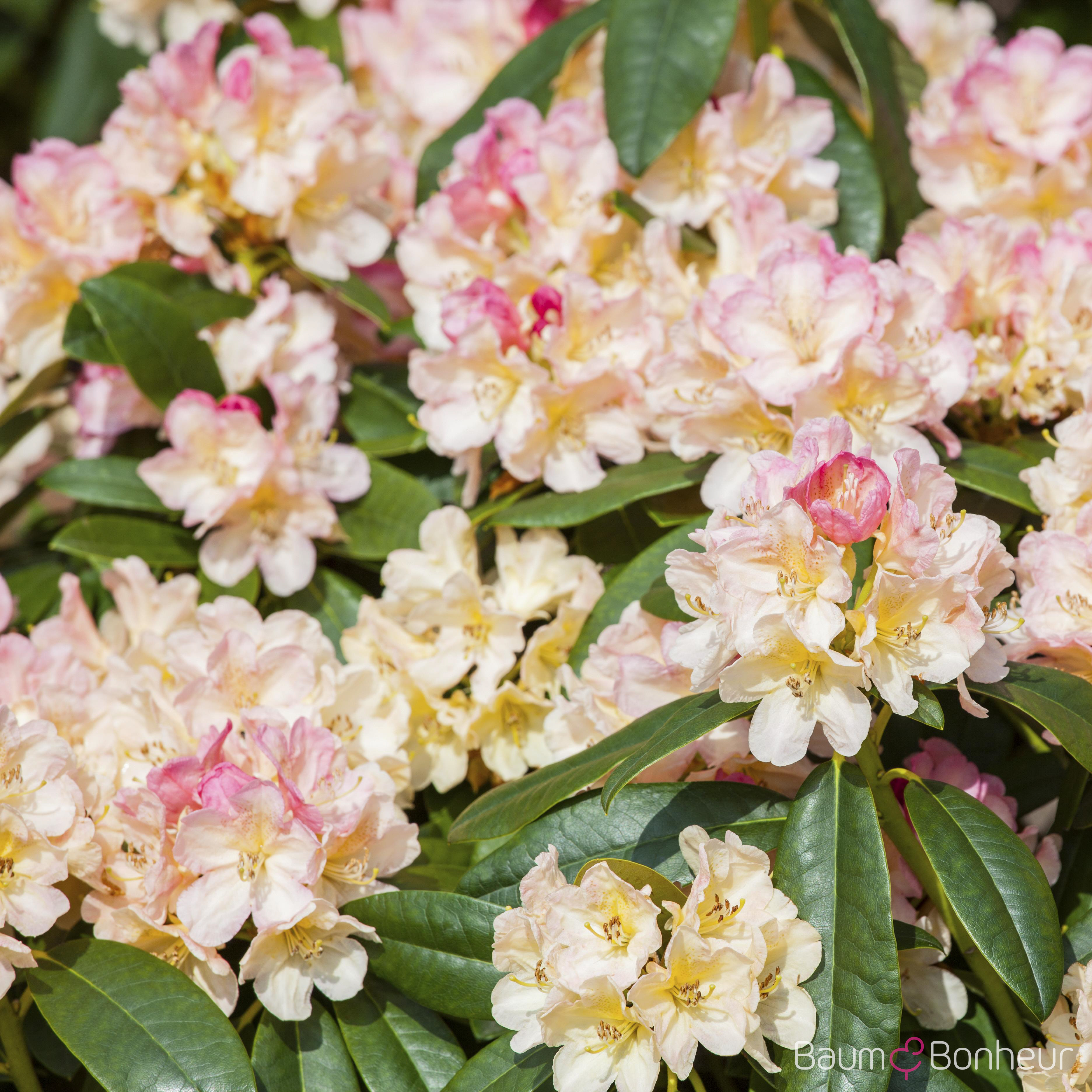 Rhododendron yakushimanum 'Percy Wiseman'