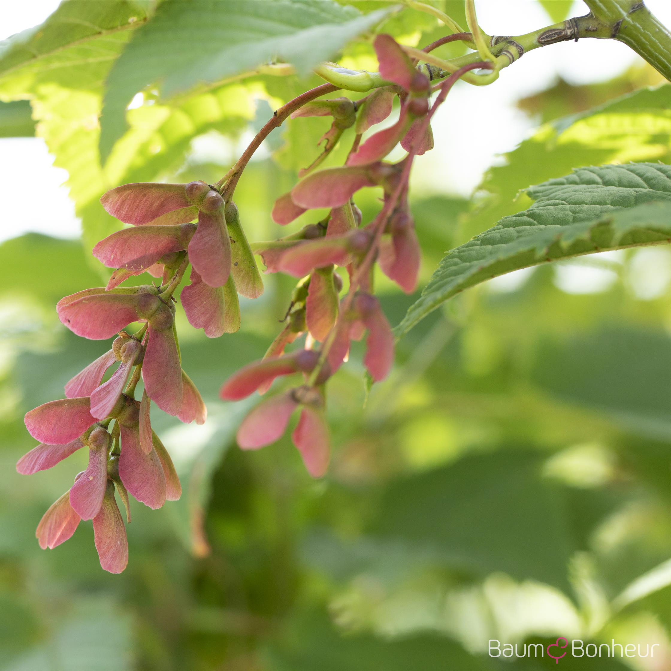 Acer rufinerve