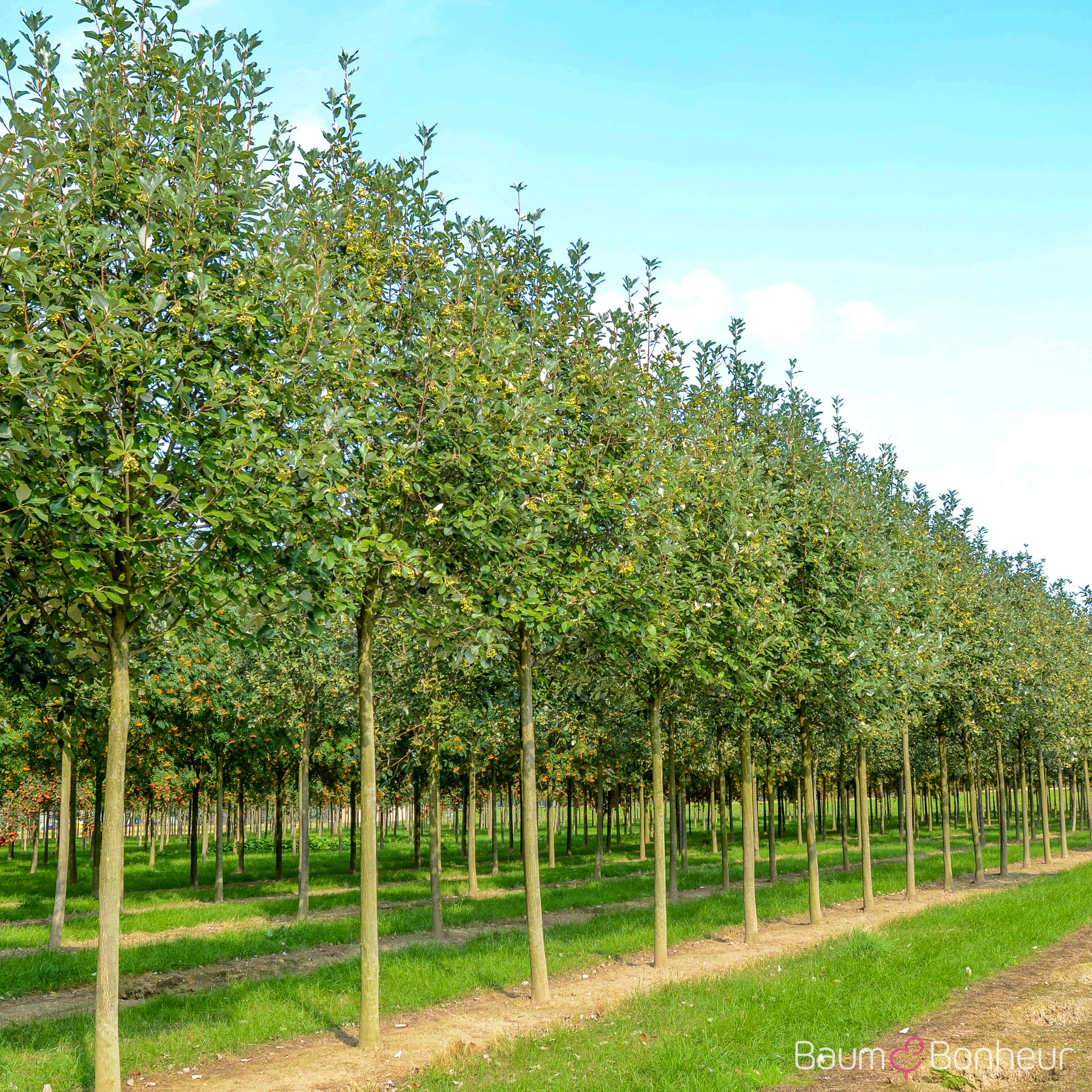 Sorbus aria