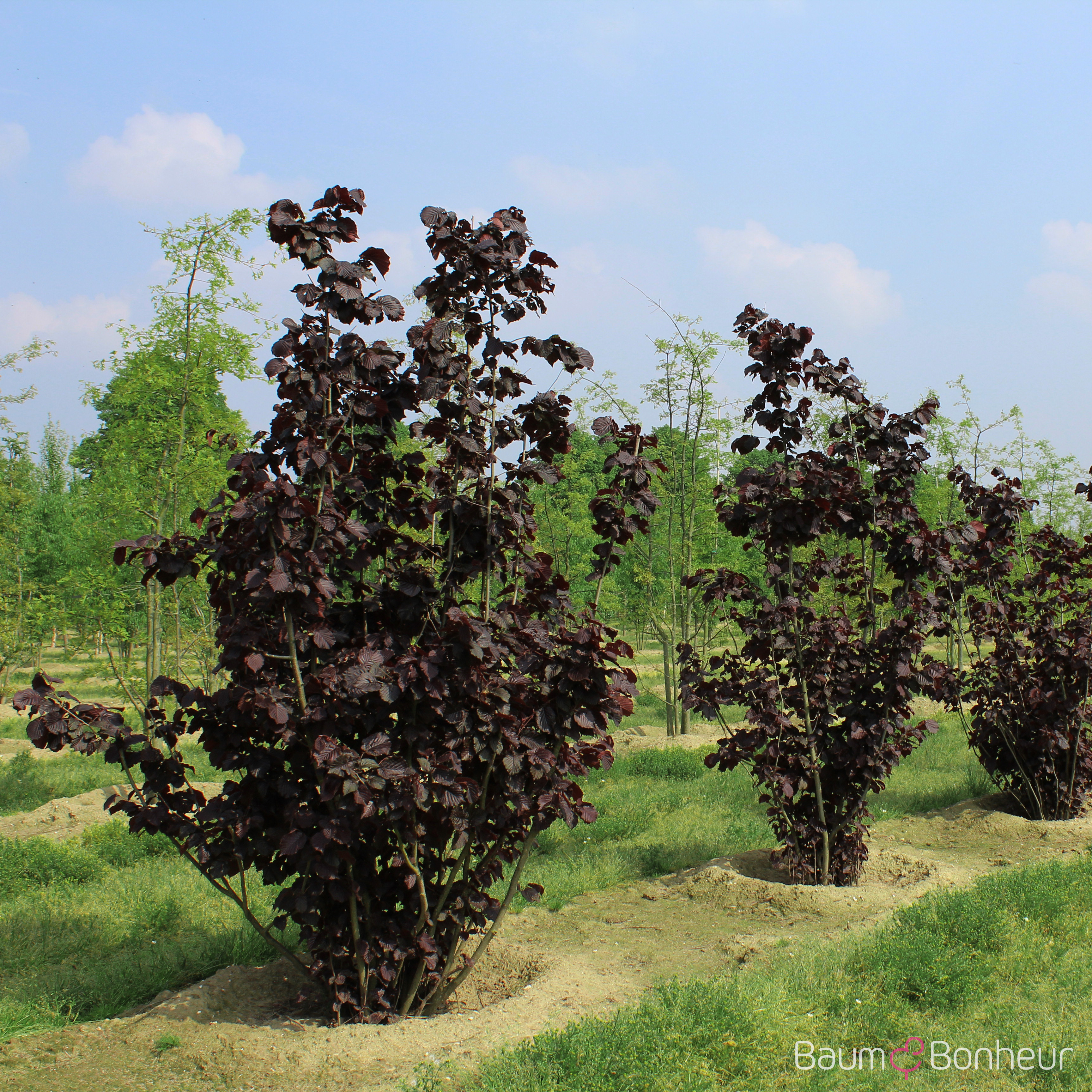 Corylus maxima 'Purpurea'