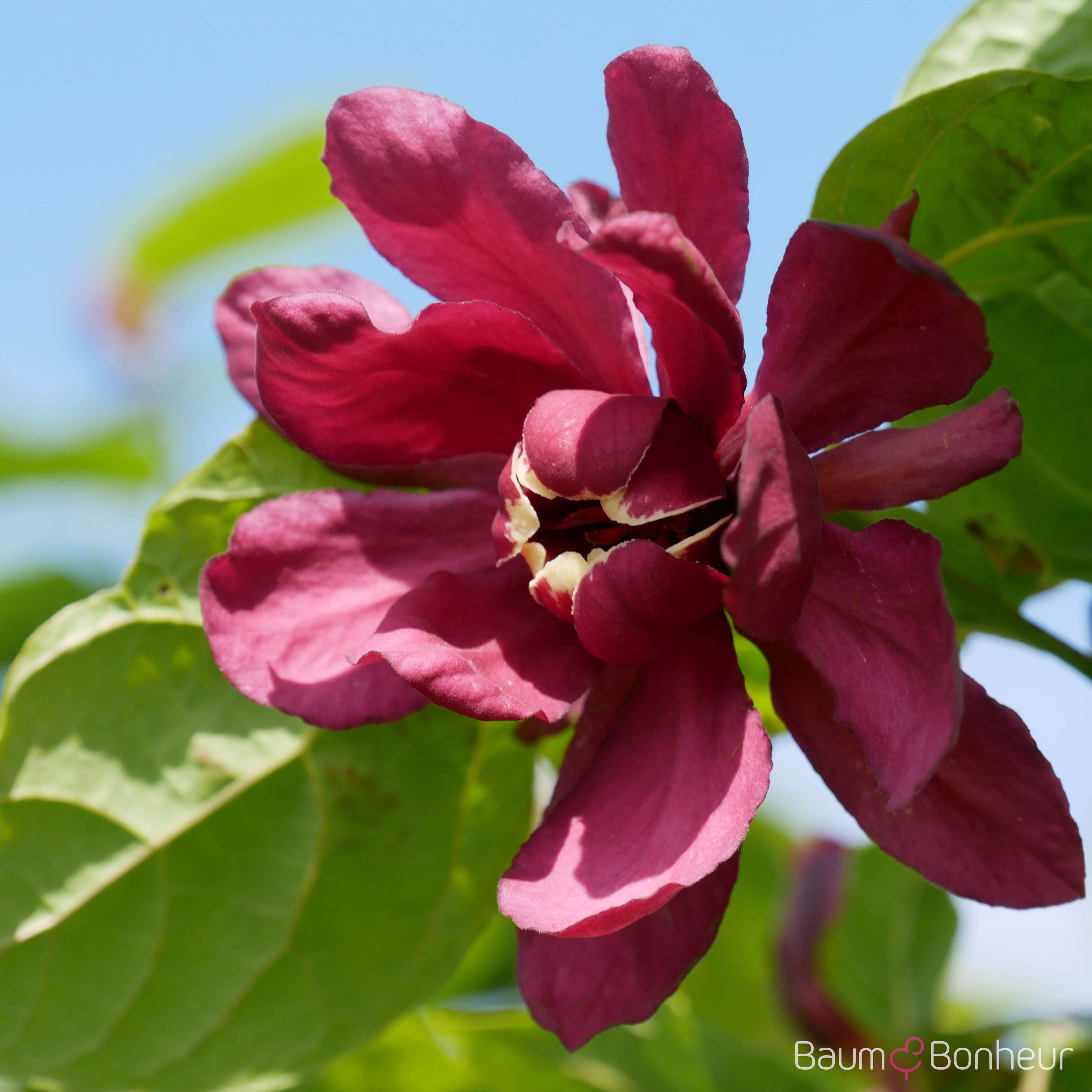 Calycanthus x raulstonii 'Hartlage Wine'