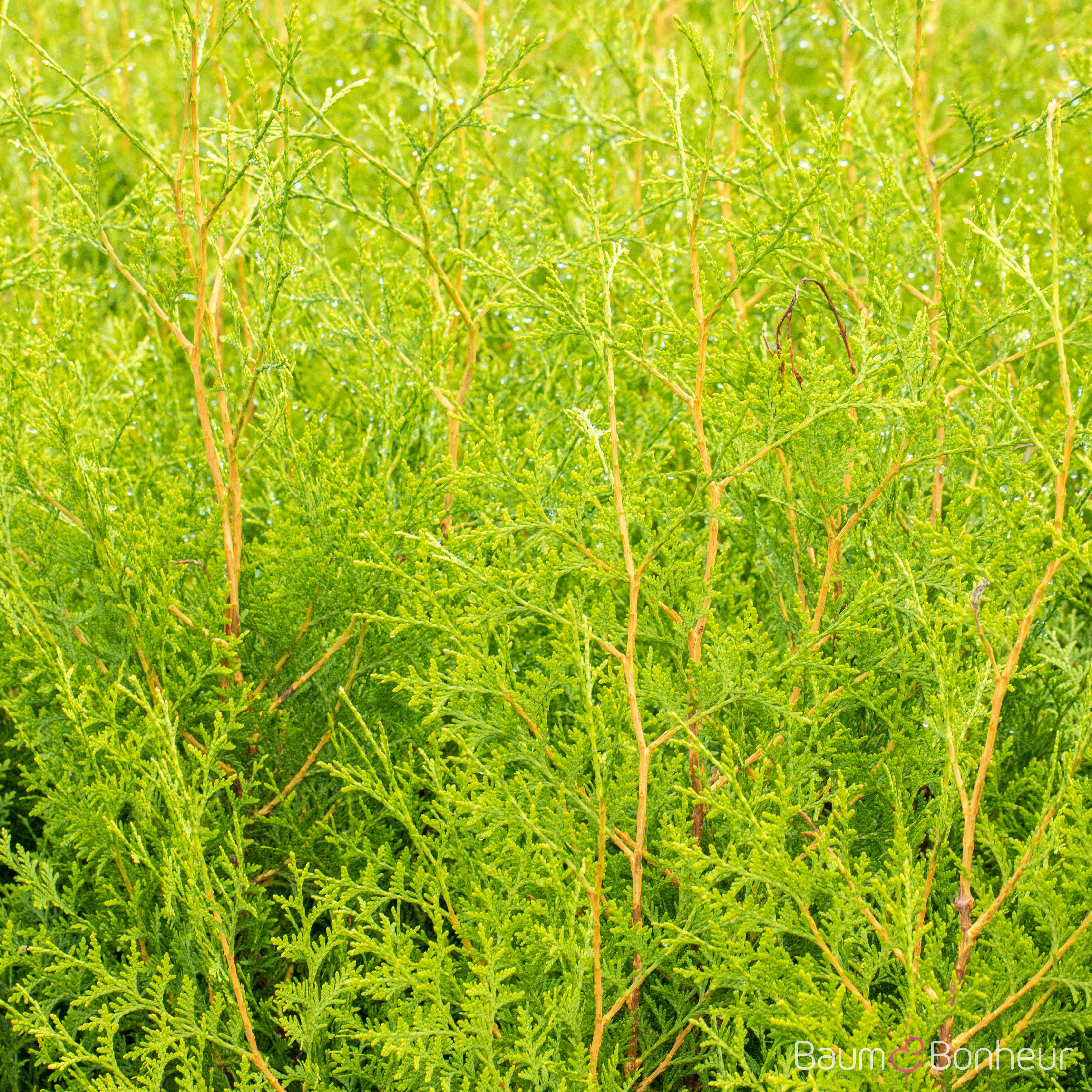 Thuja occidentalis 'Brabant'