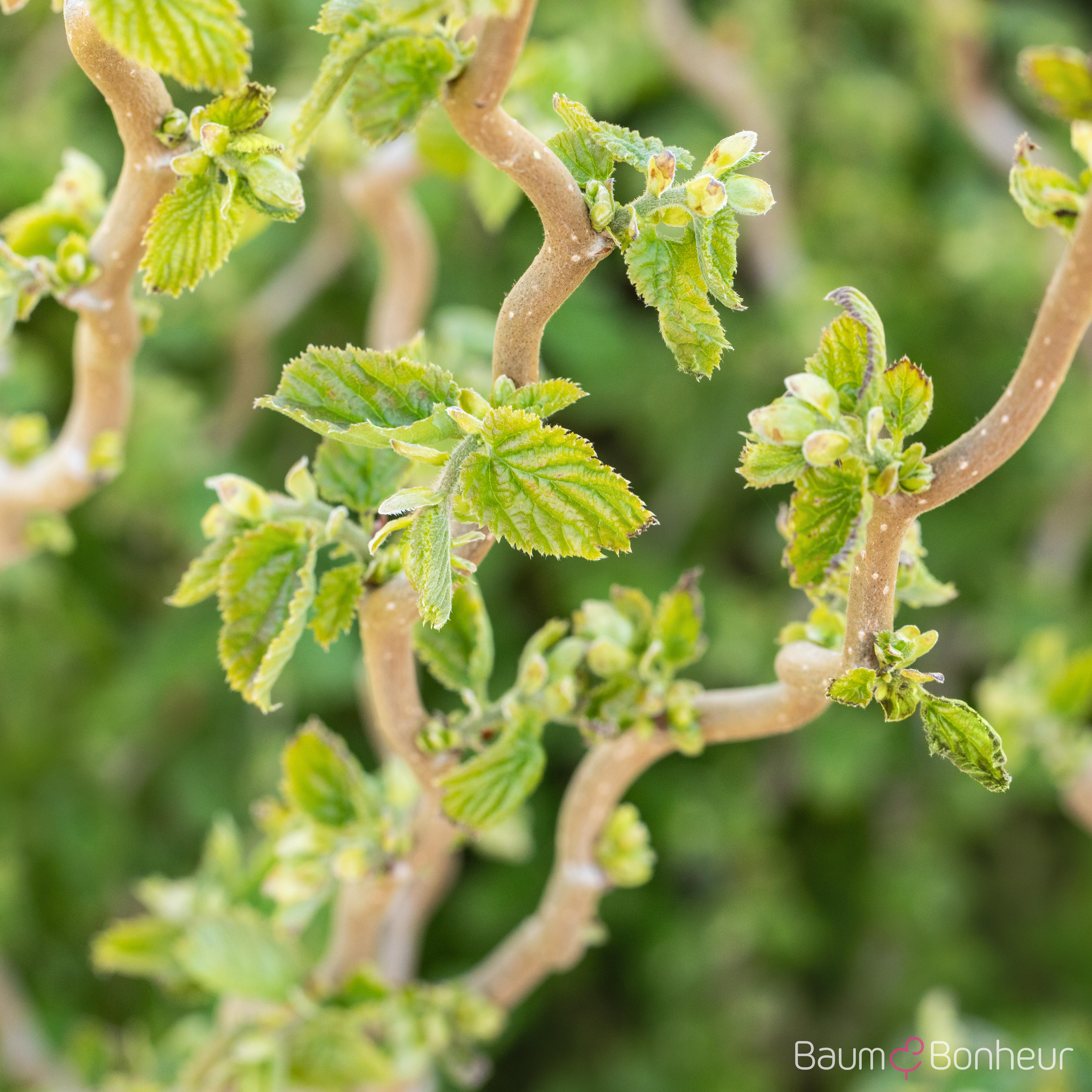 Corylus avellana