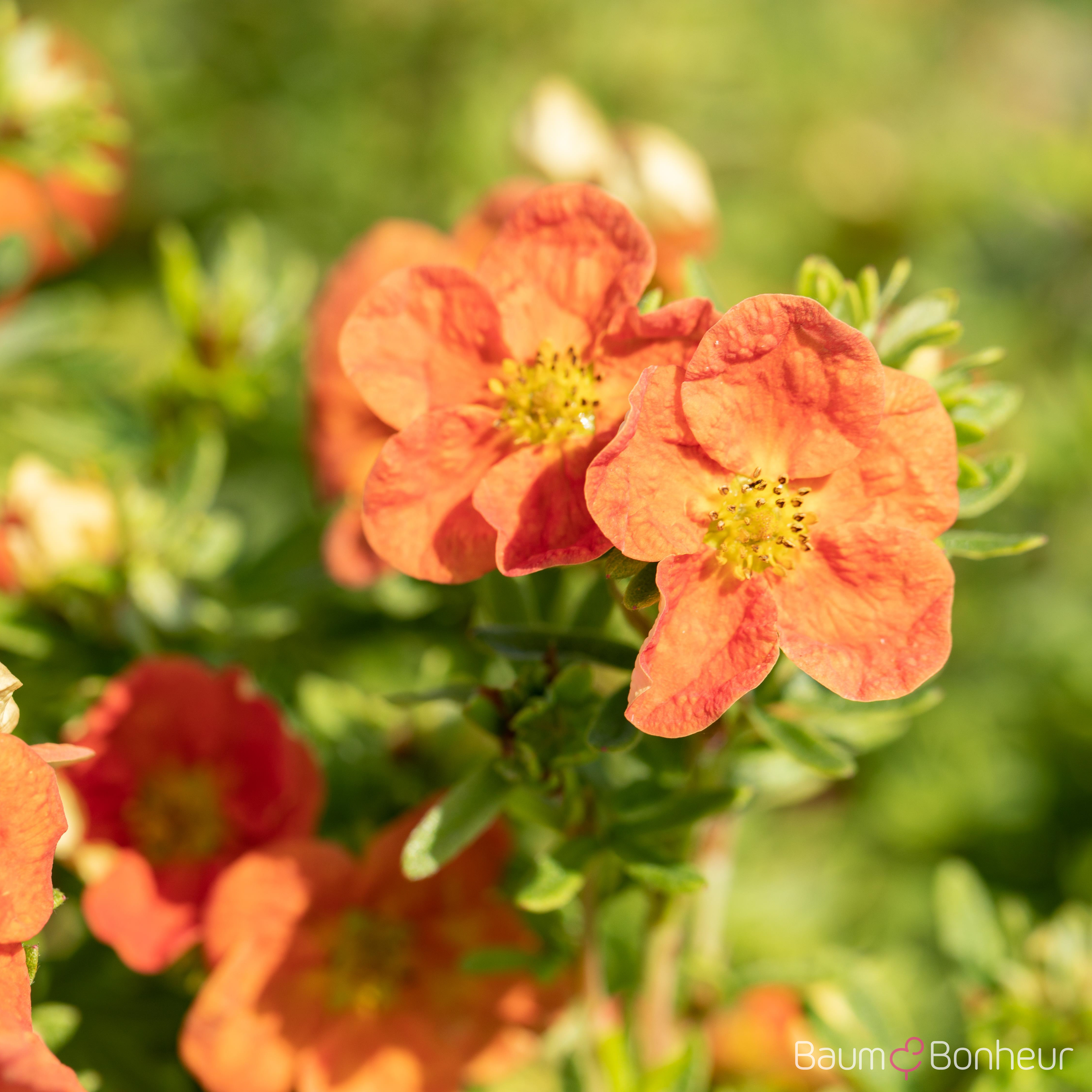 Potentilla fruticosa 'Red Ace'