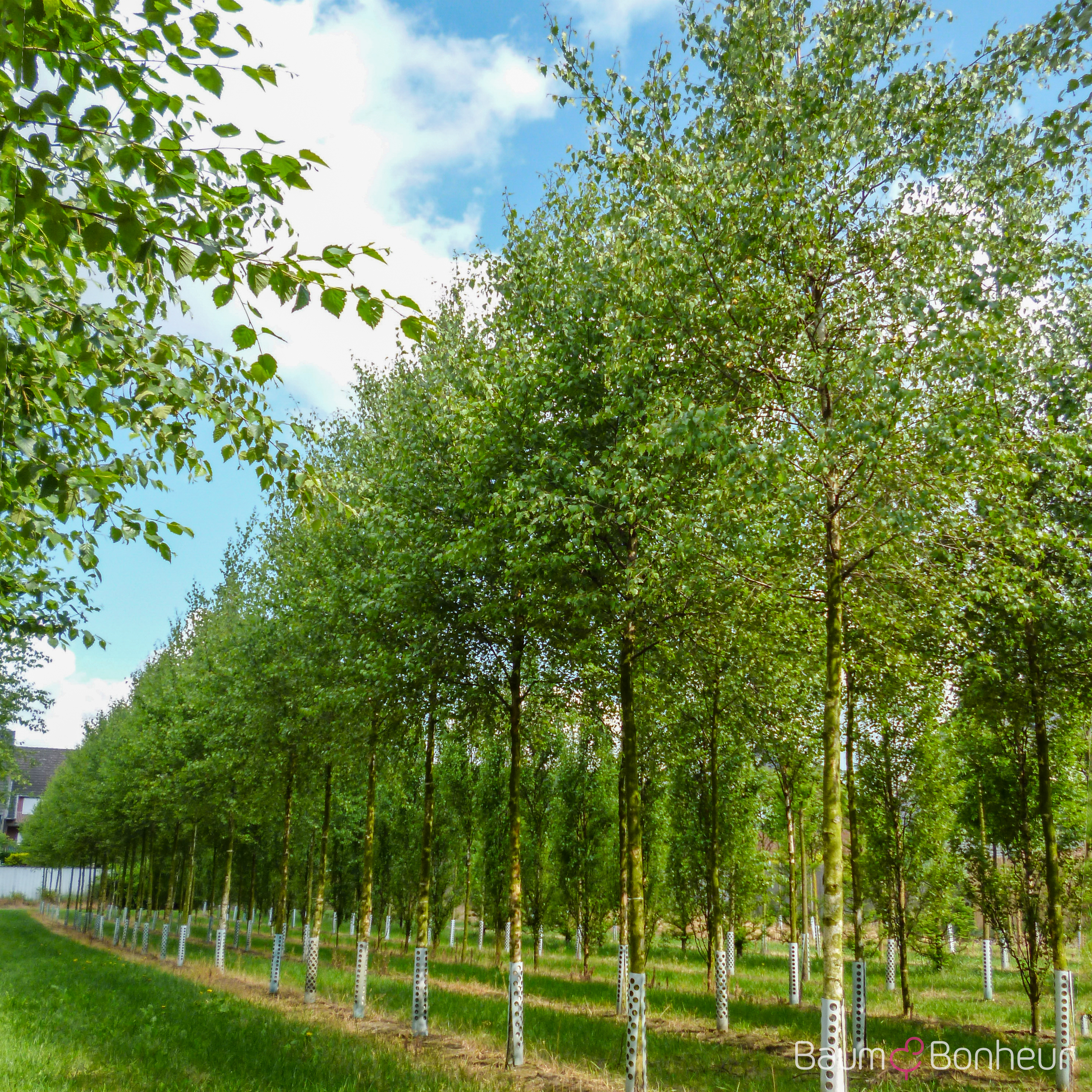 Betula pendula