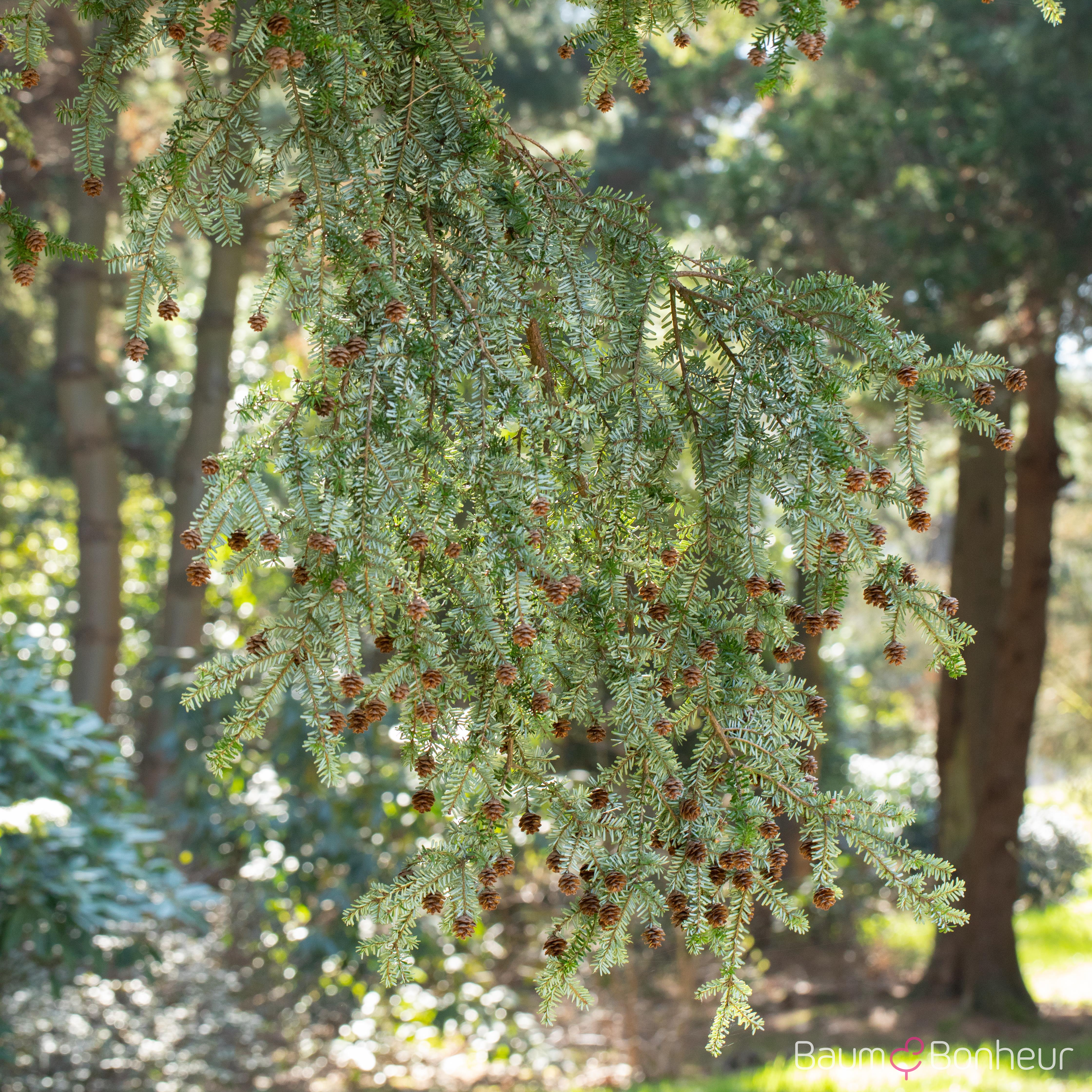 Tsuga canadensis