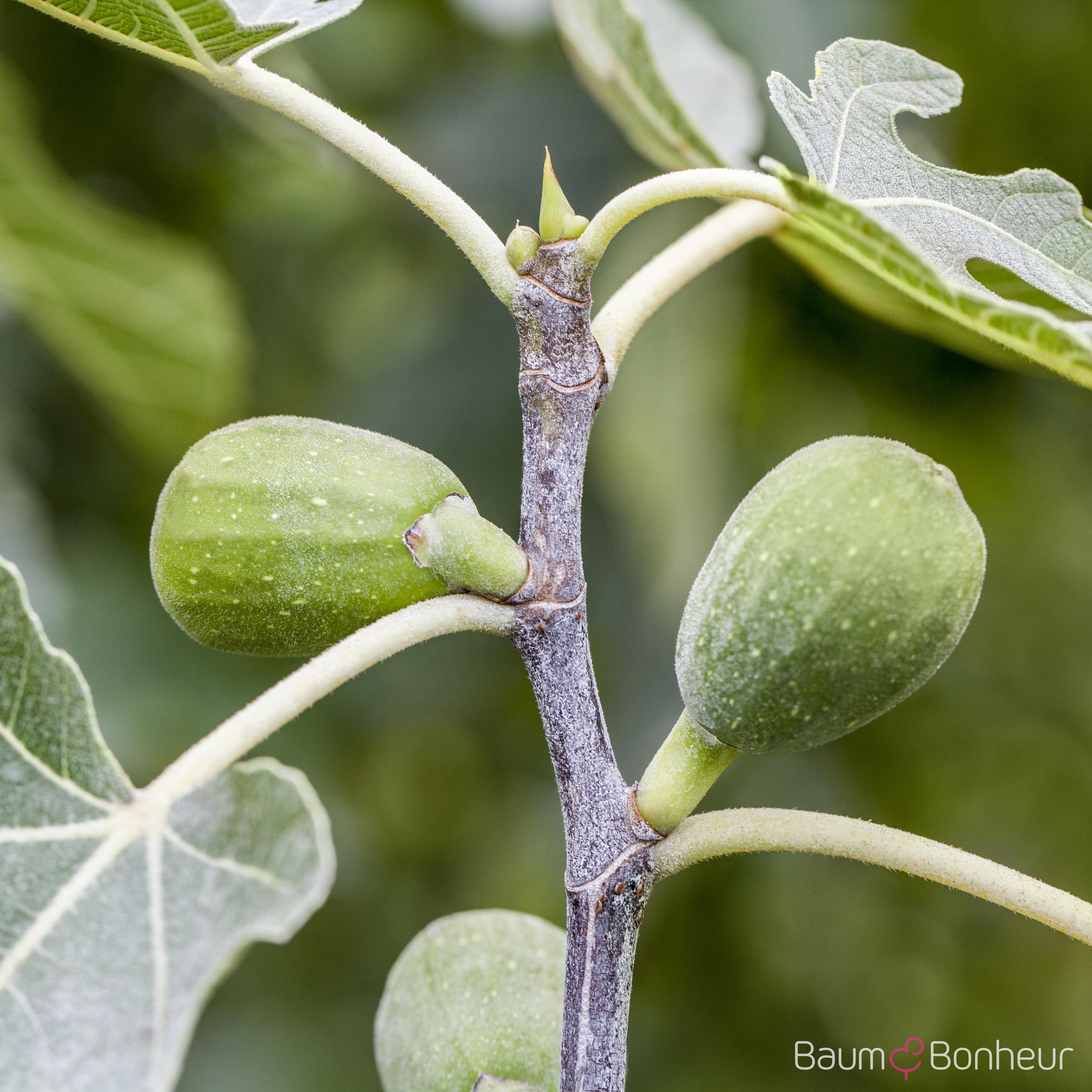 Ficus carica