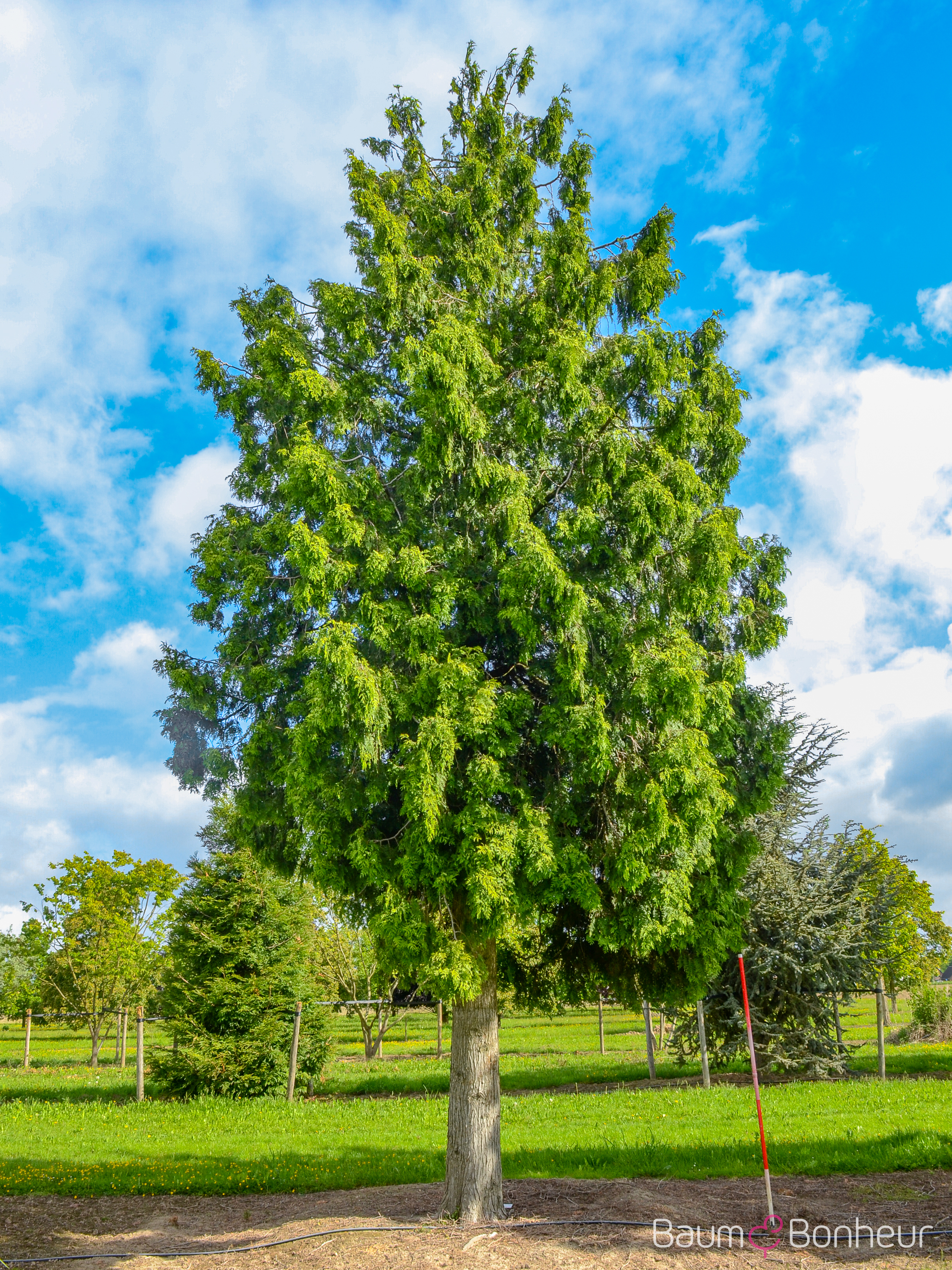 Thuja plicata 'Atrovirens'