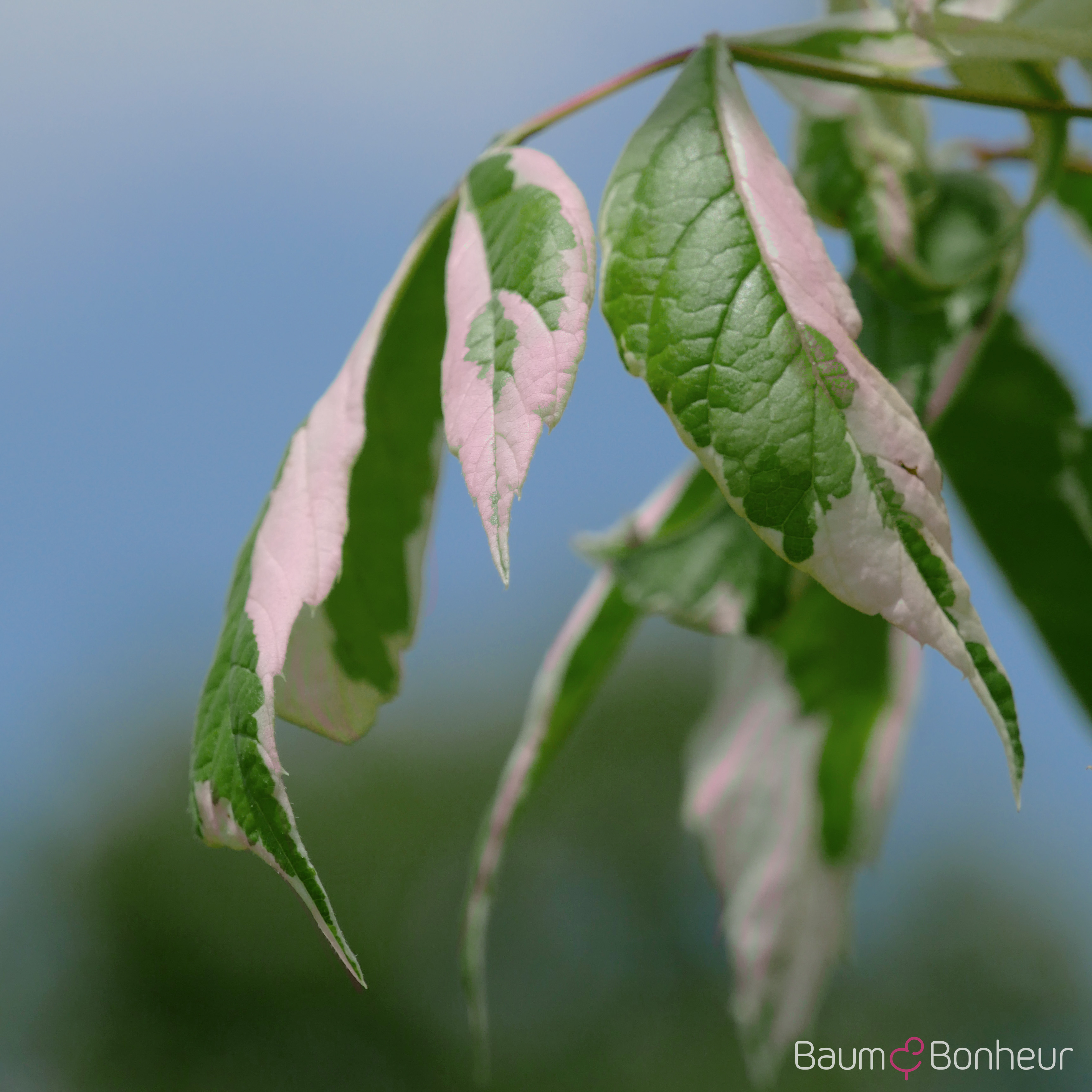 Acer negundo 'Flamingo'
