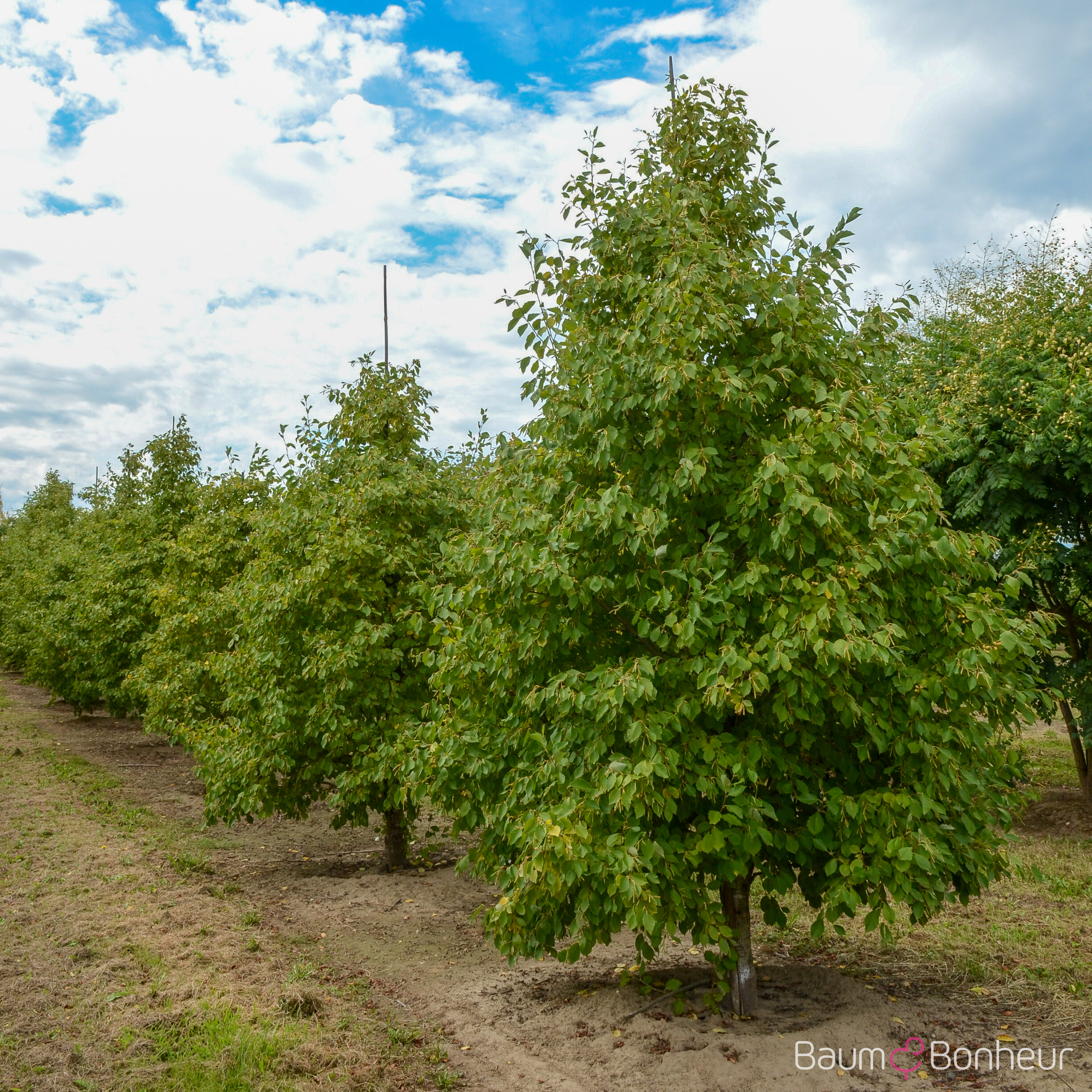 Alnus incana 'Aurea'