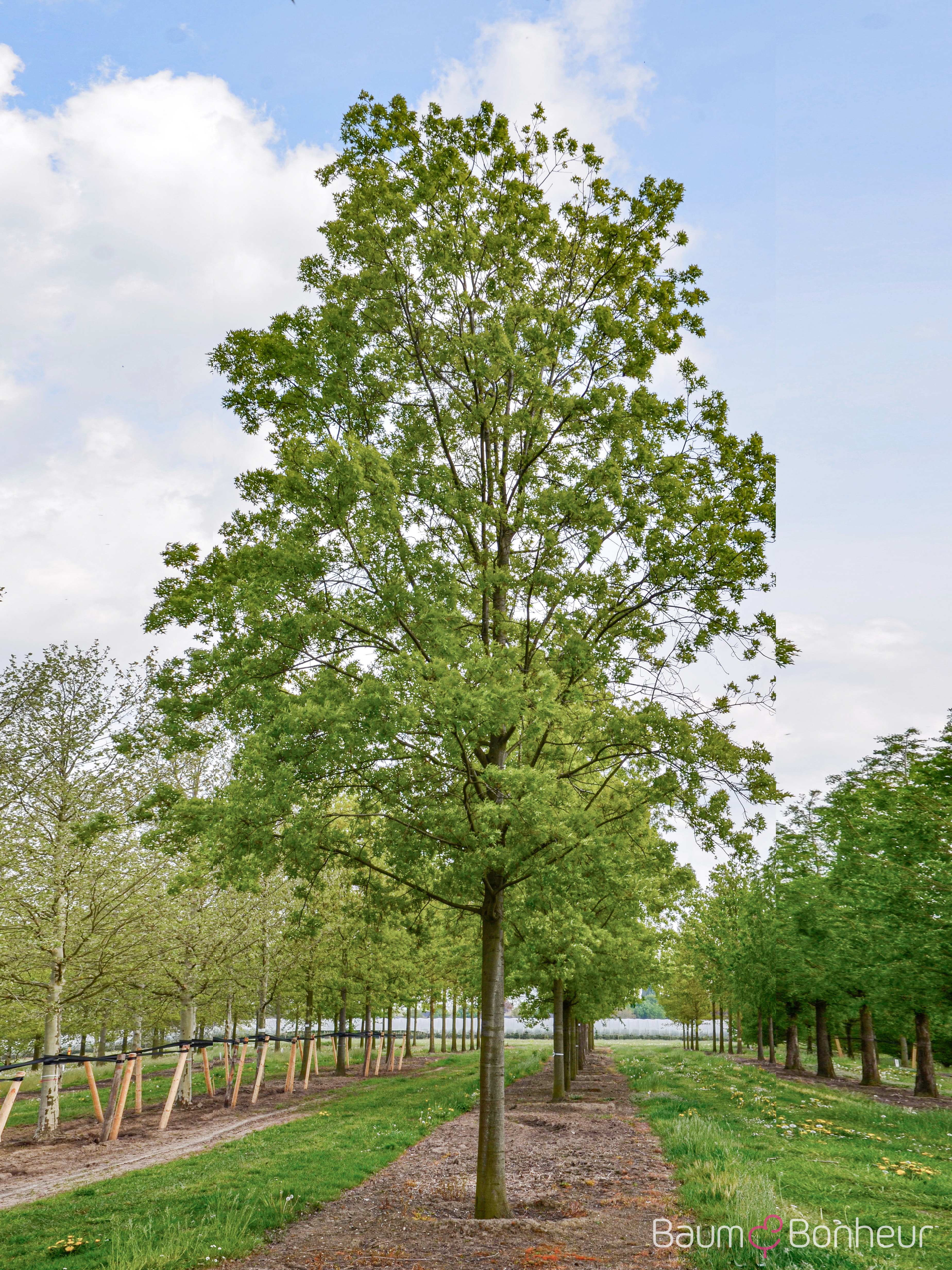 Quercus coccinea