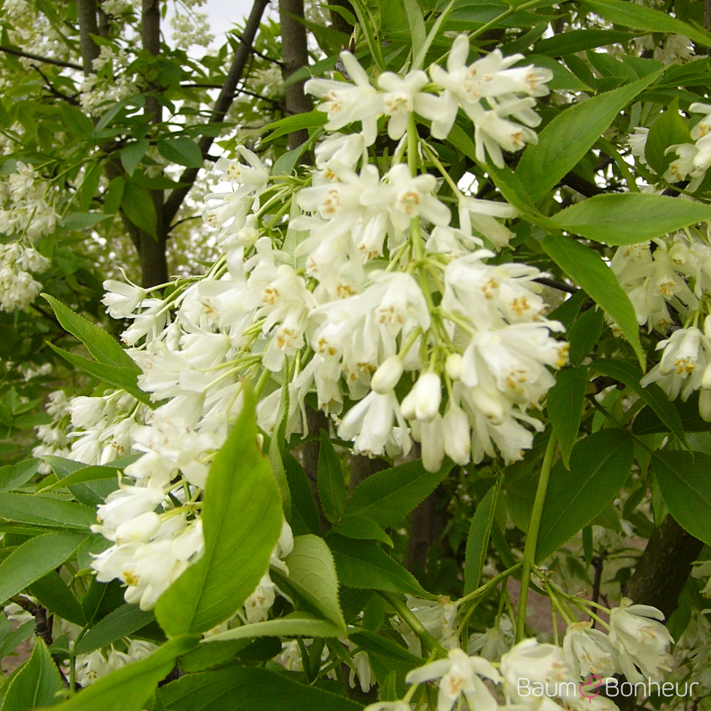 Staphylea colchica