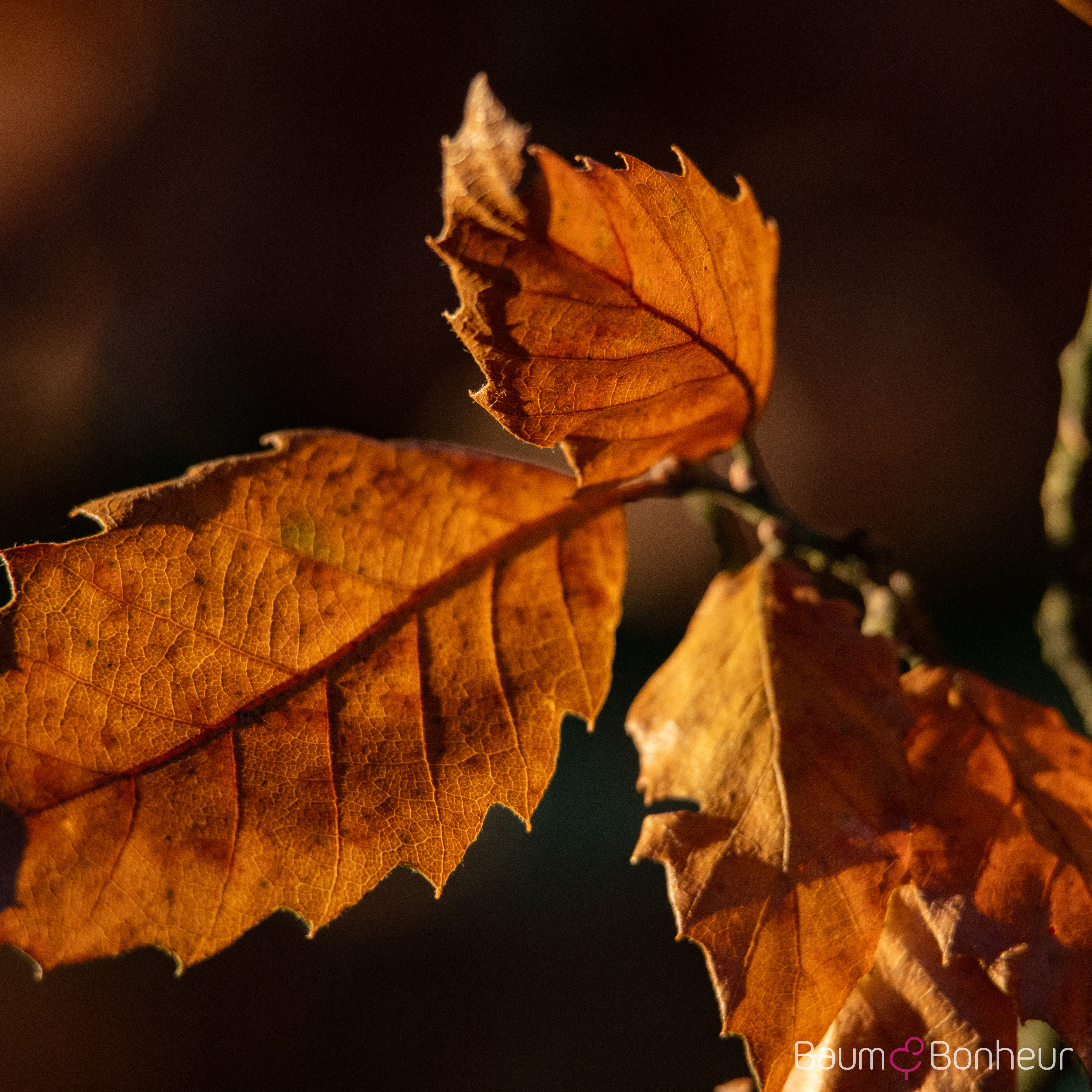 Quercus hispanica 'Wageningen'