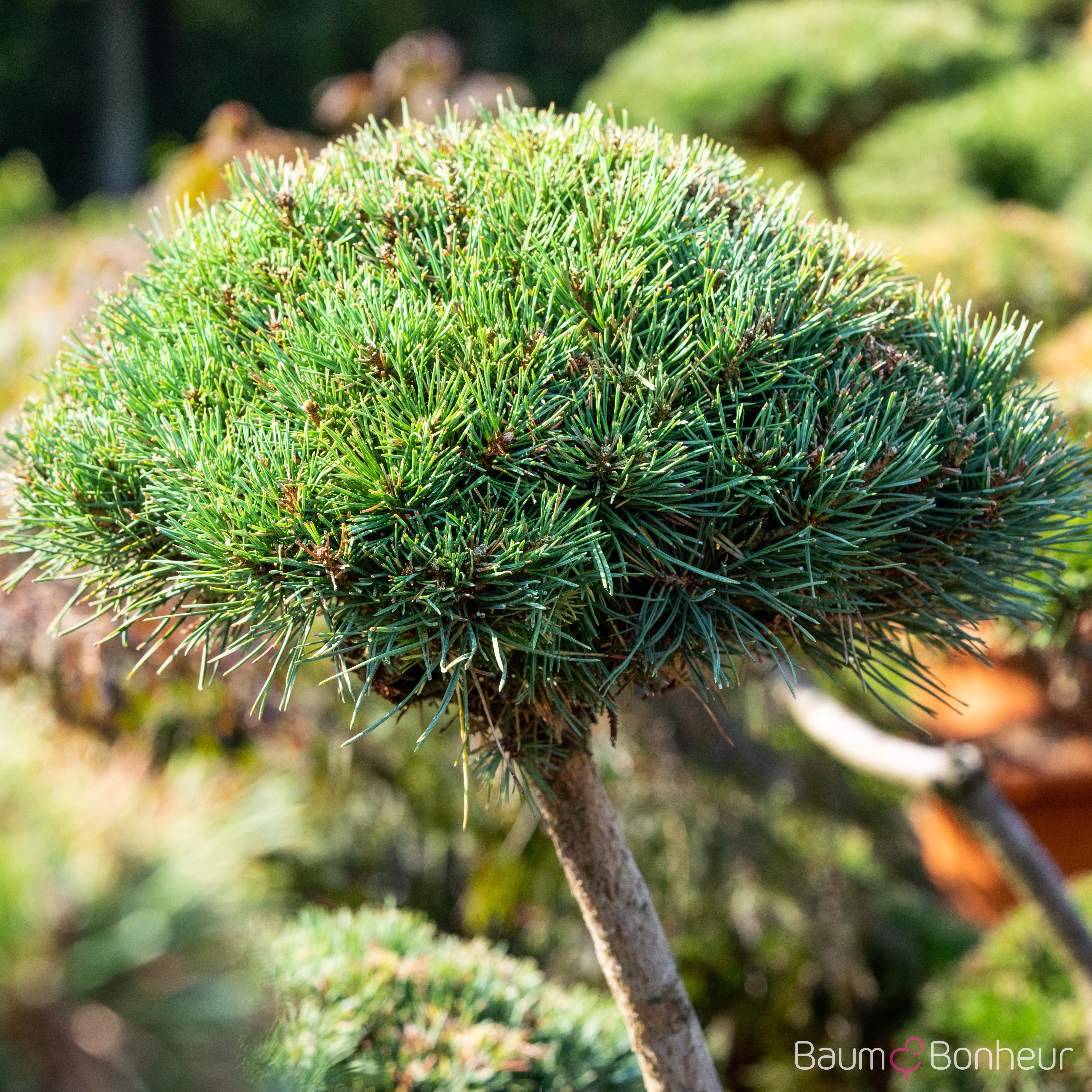 Pinus mugo 'Gnom'
