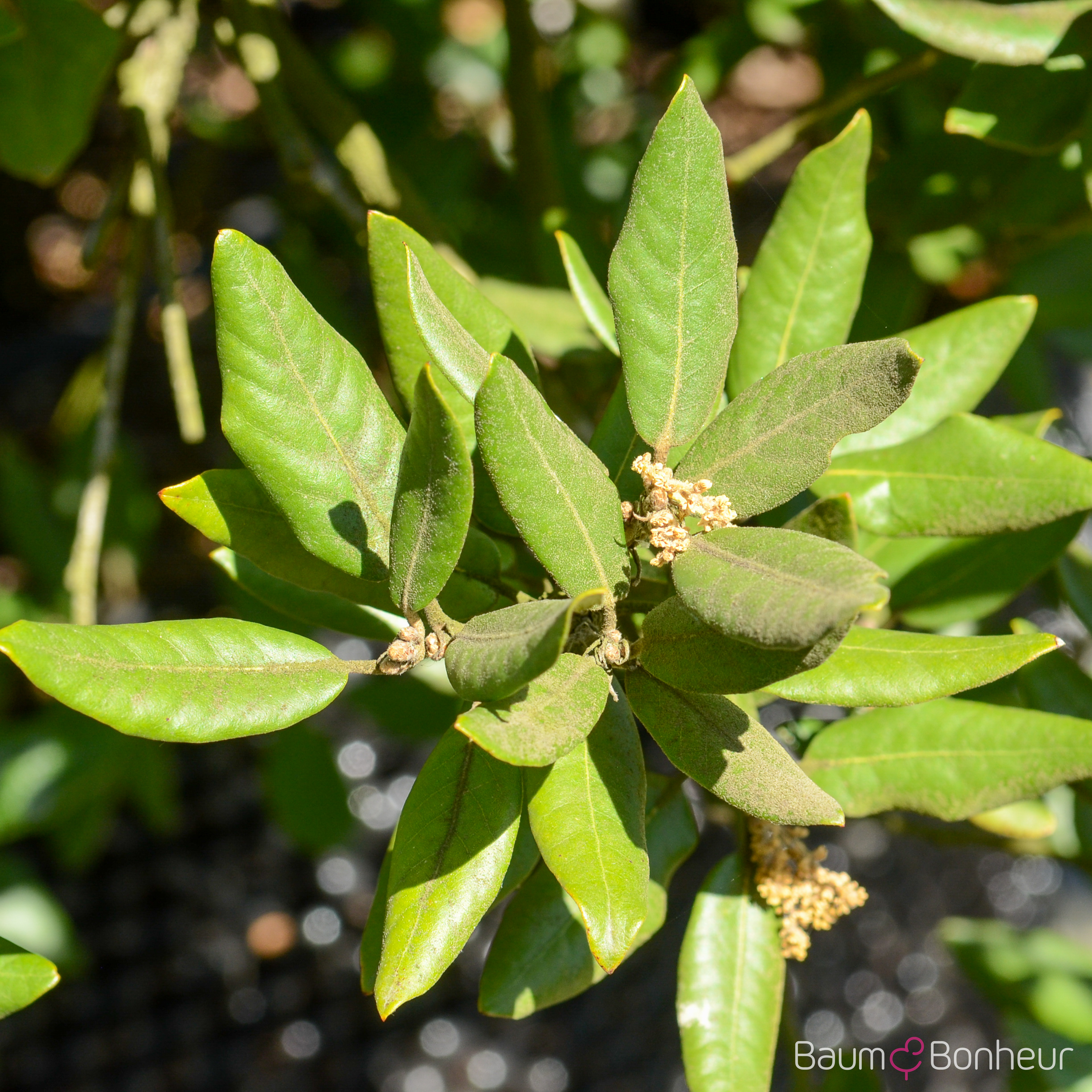 Quercus ilex