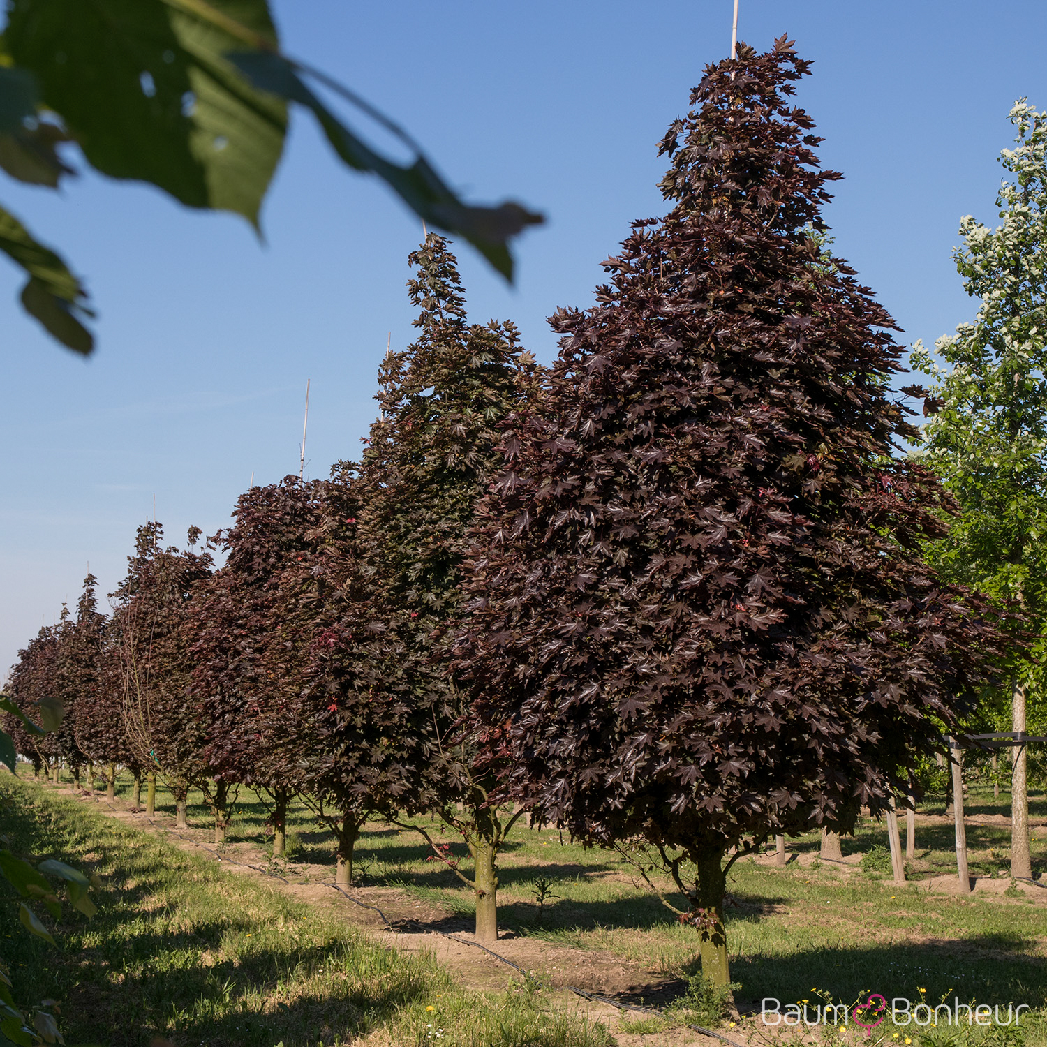 Acer platanoides 'Crimson Sentry'