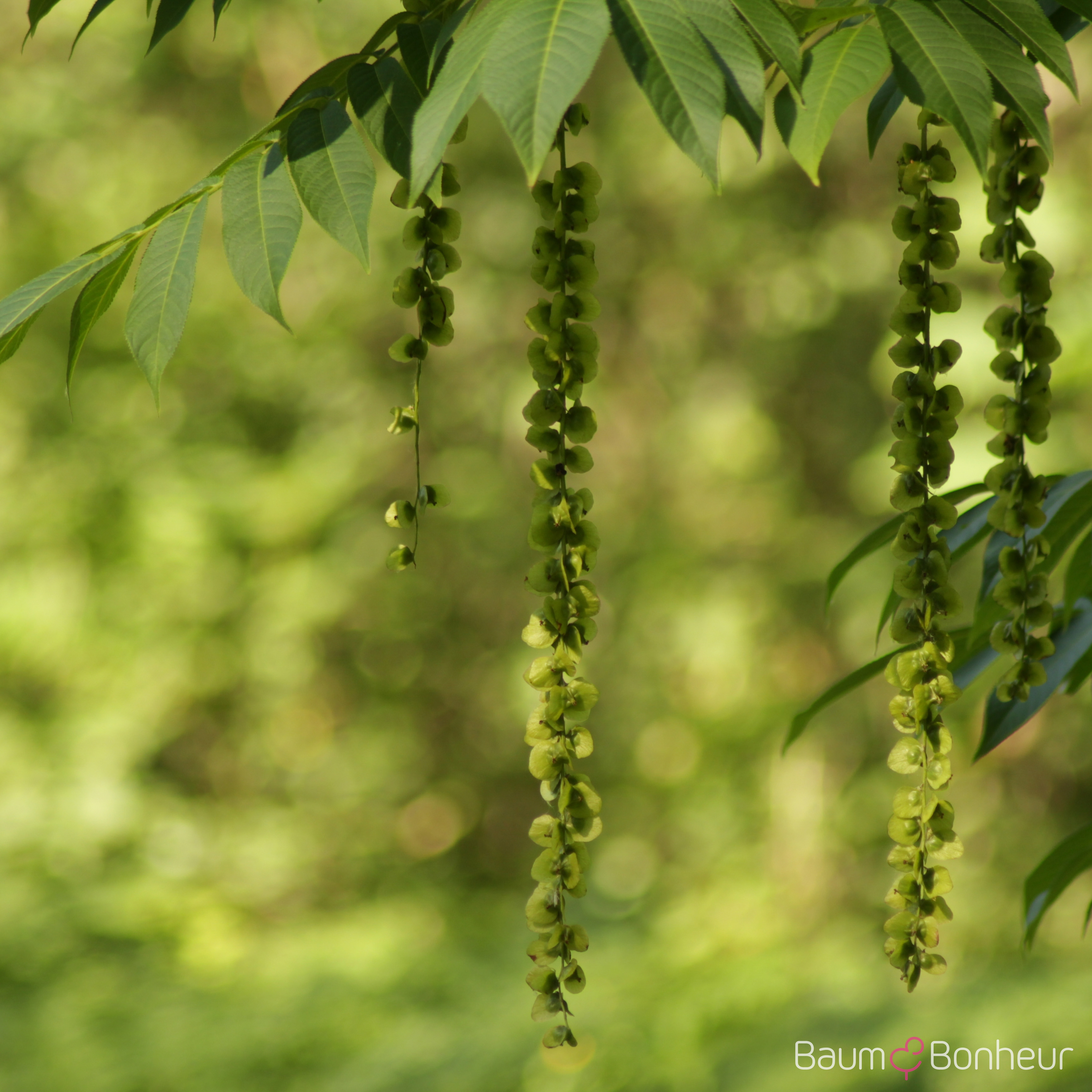 Pterocarya rhoifolia