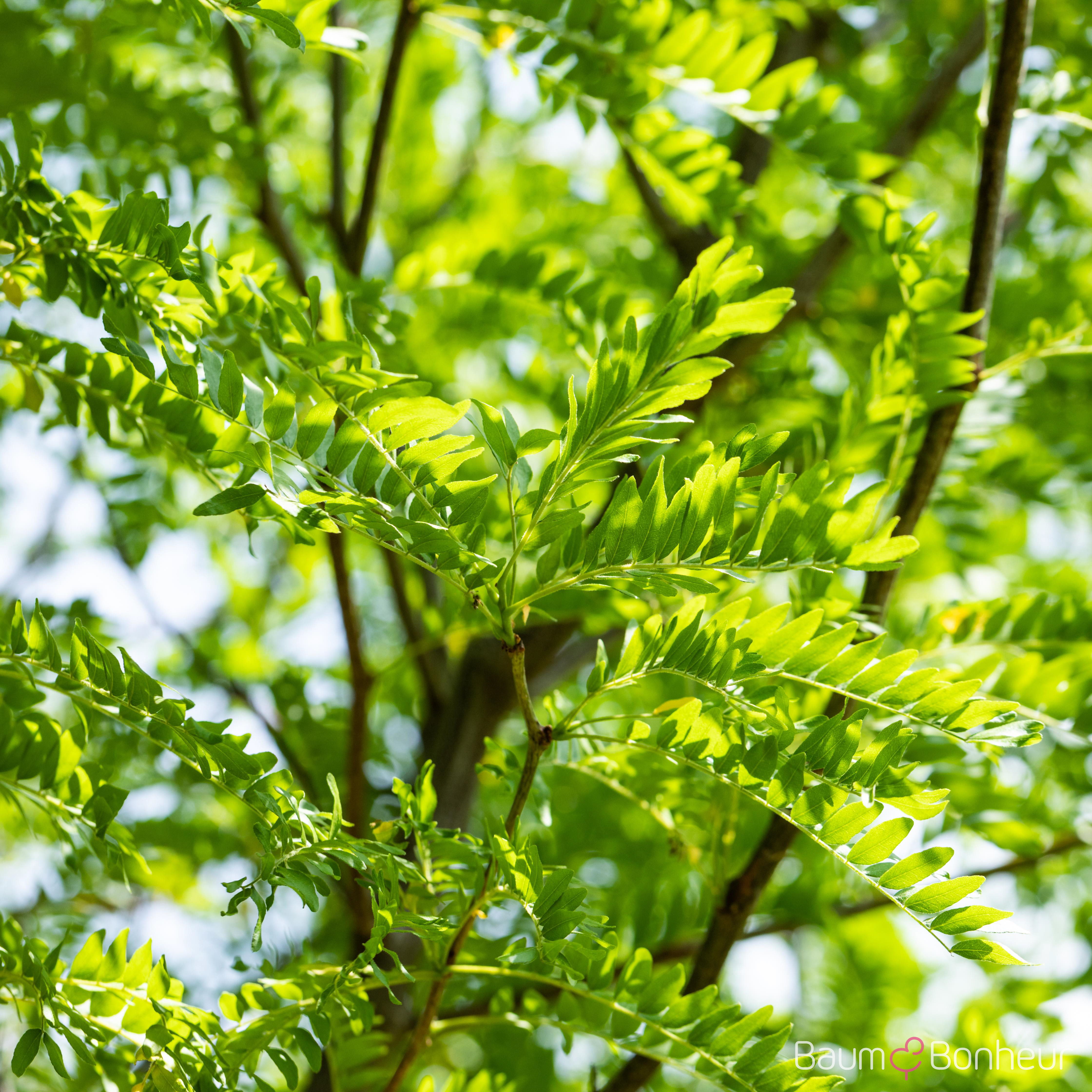 Gleditsia triacanthos 'Skyline'
