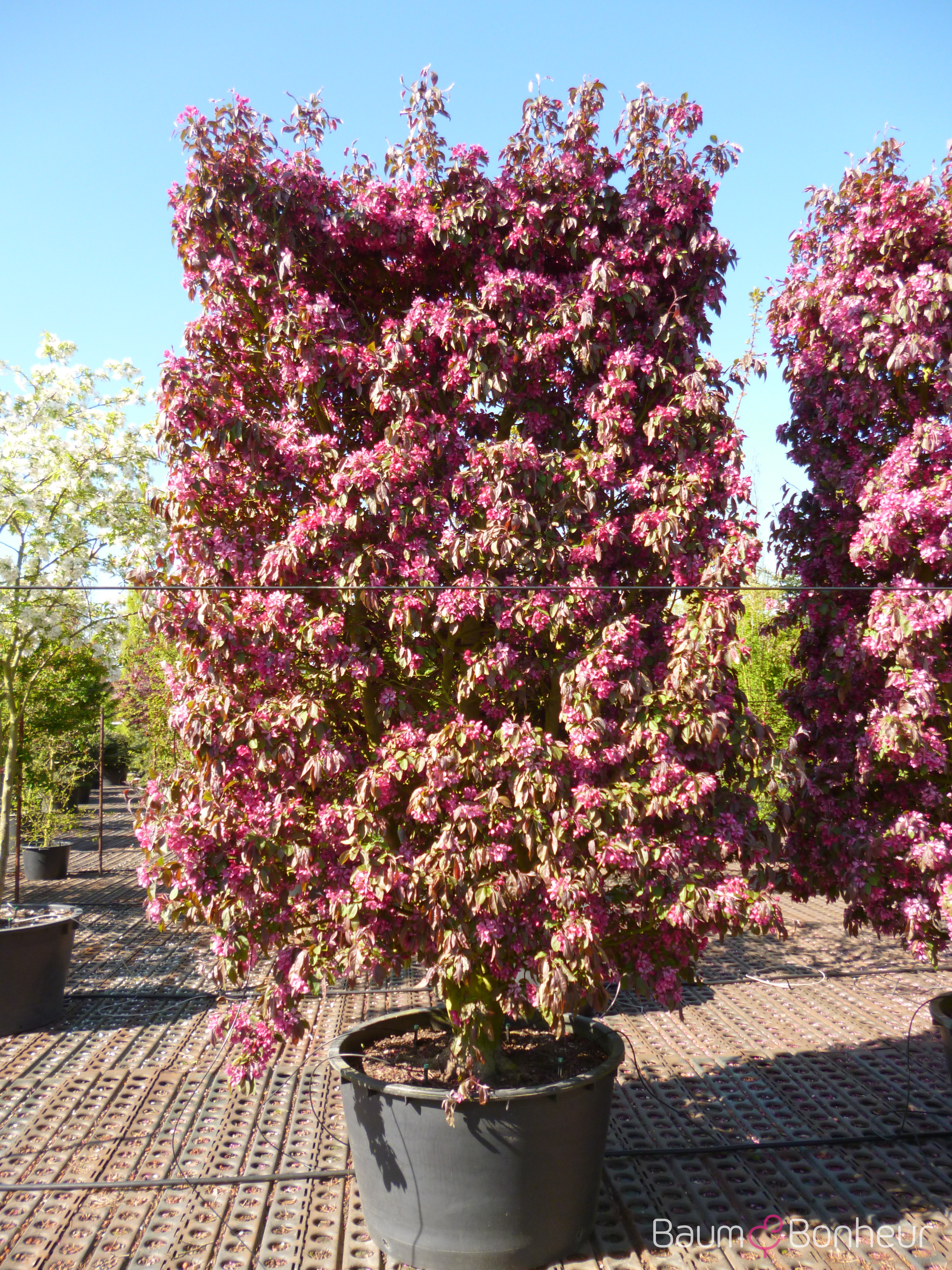 Malus 'Profusion'