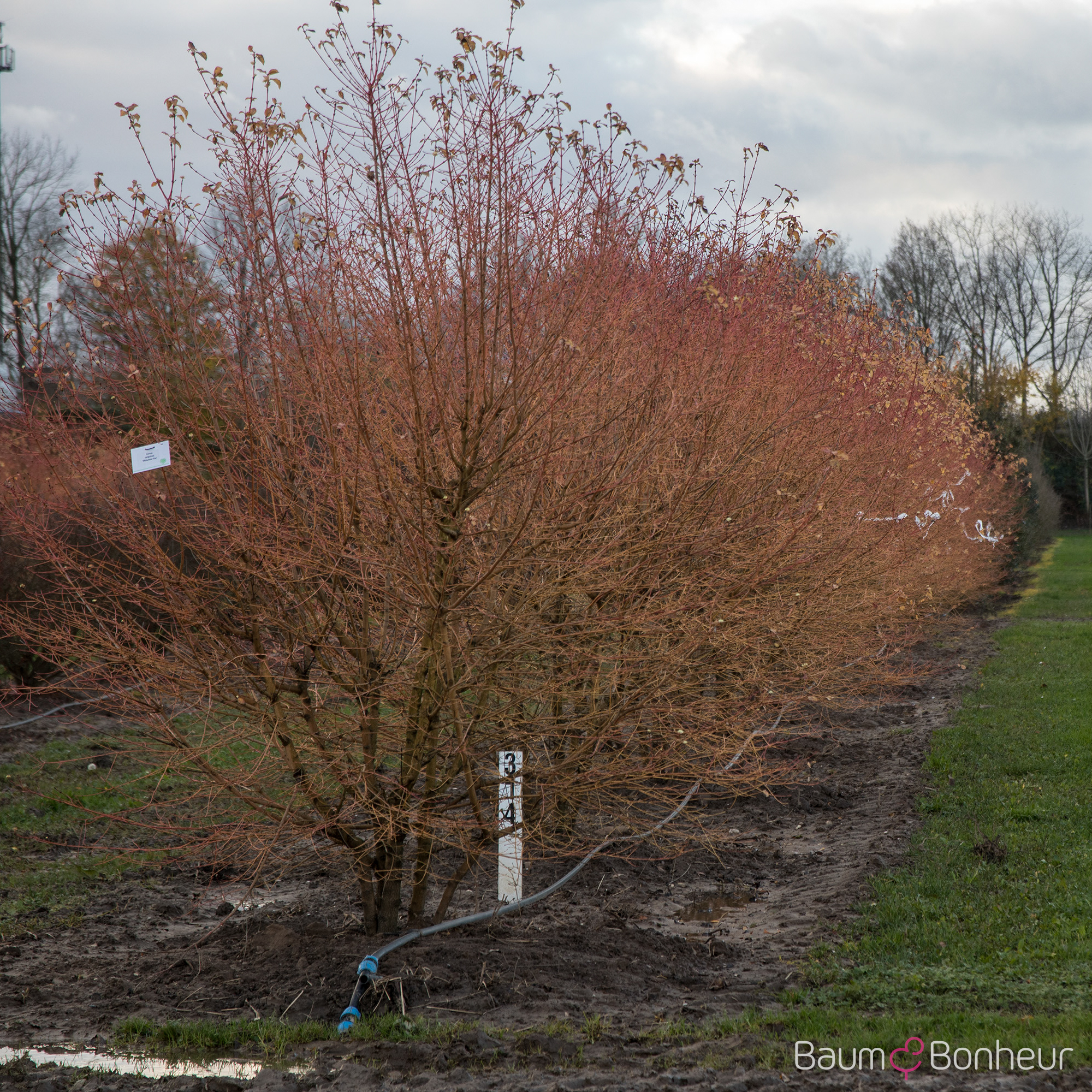 Cornus sanguinea 'Winter Beauty'