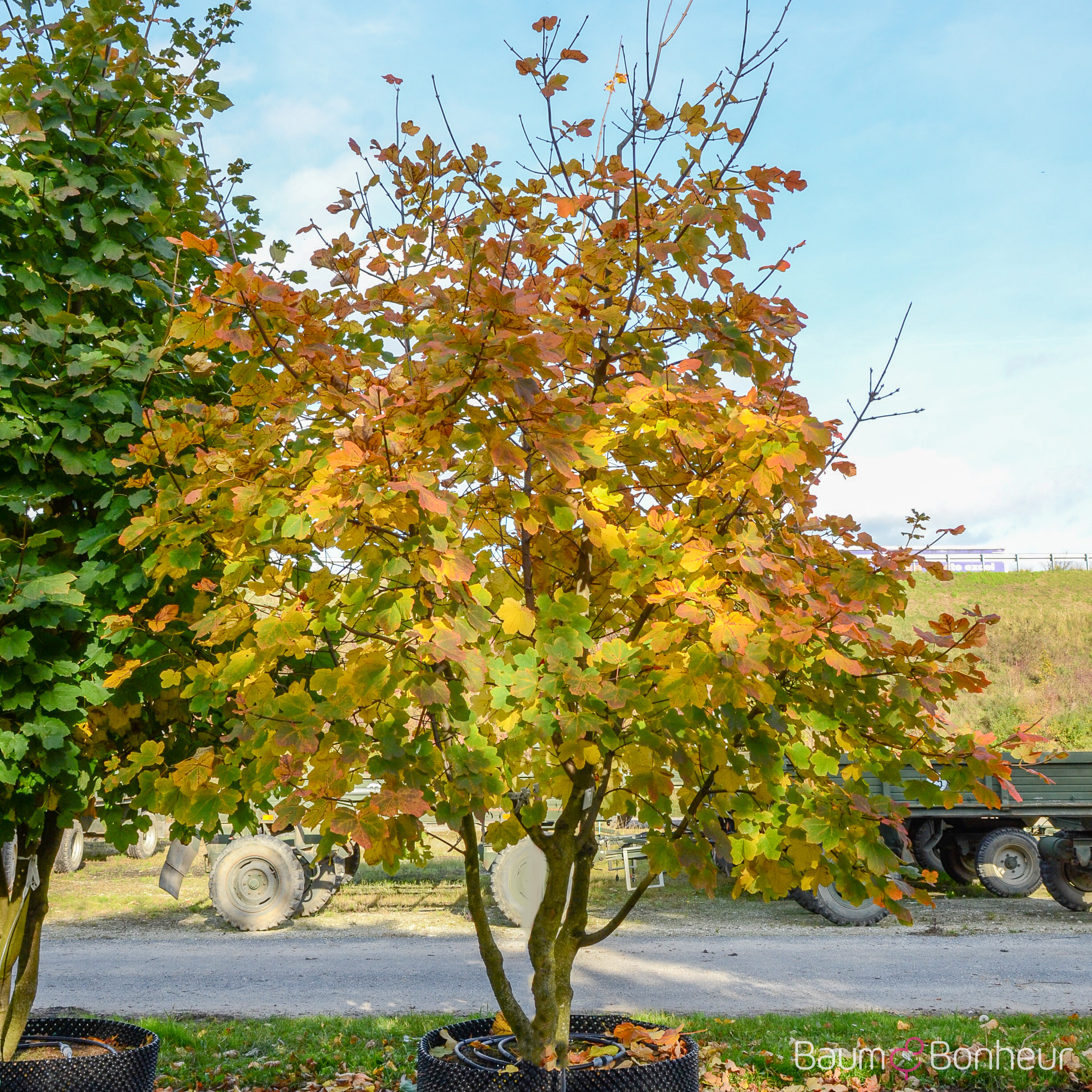 Acer opalus