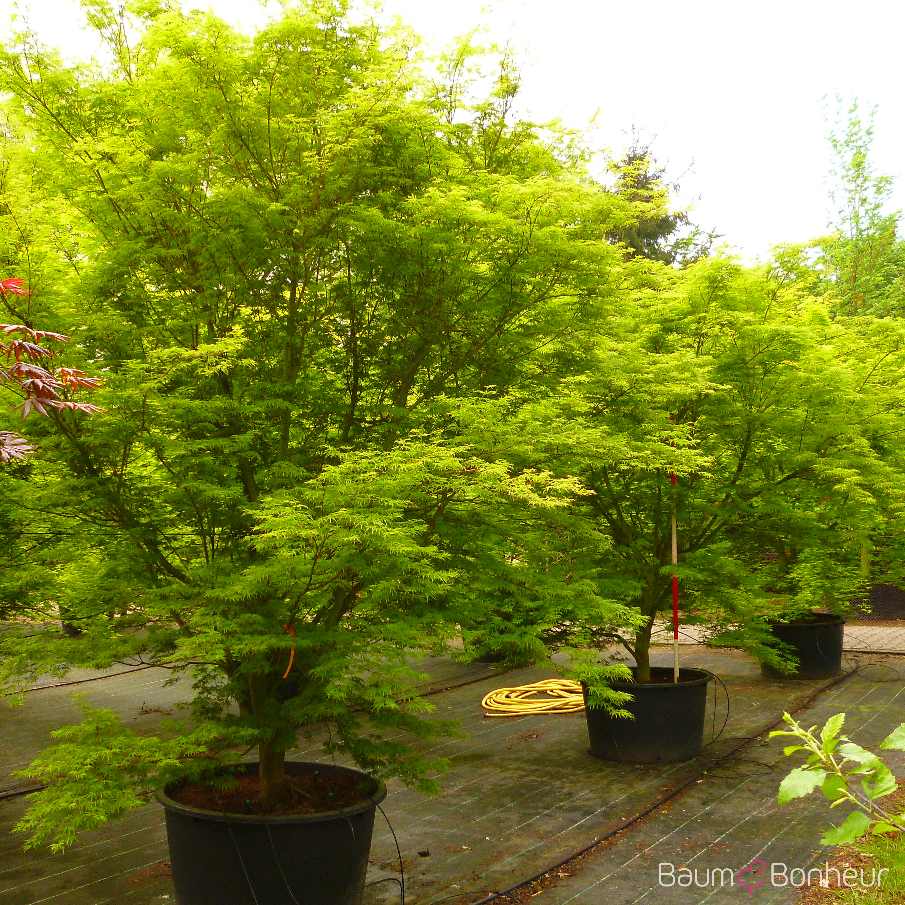 Acer palmatum 'Seiryu'