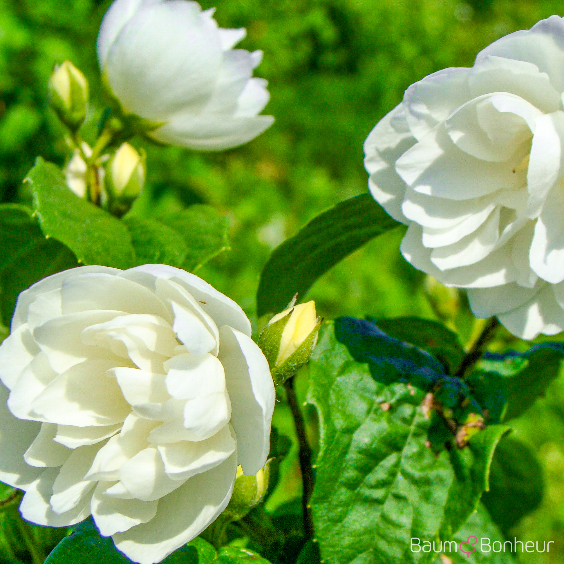 Philadelphus 'Virginal'