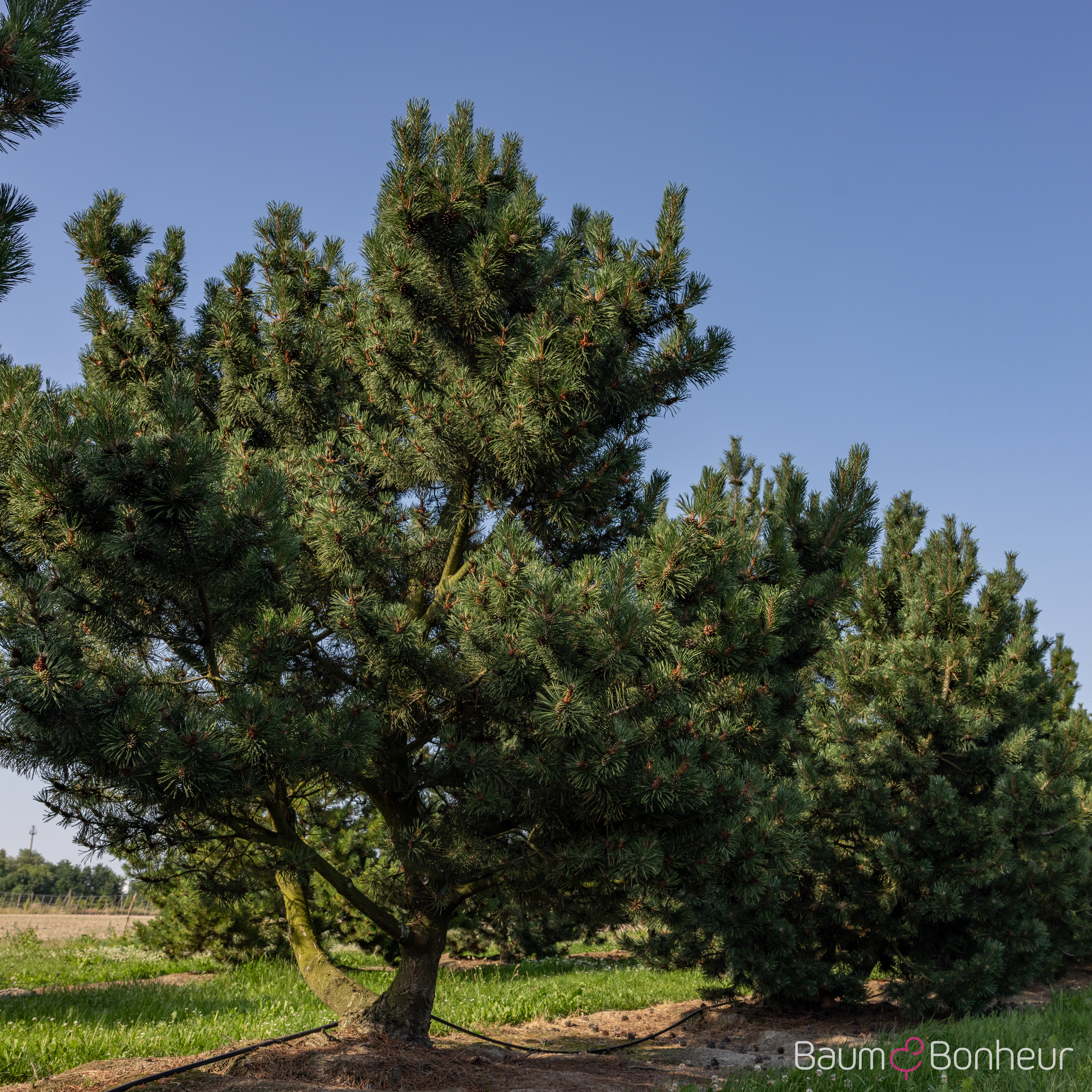 Pinus uncinata