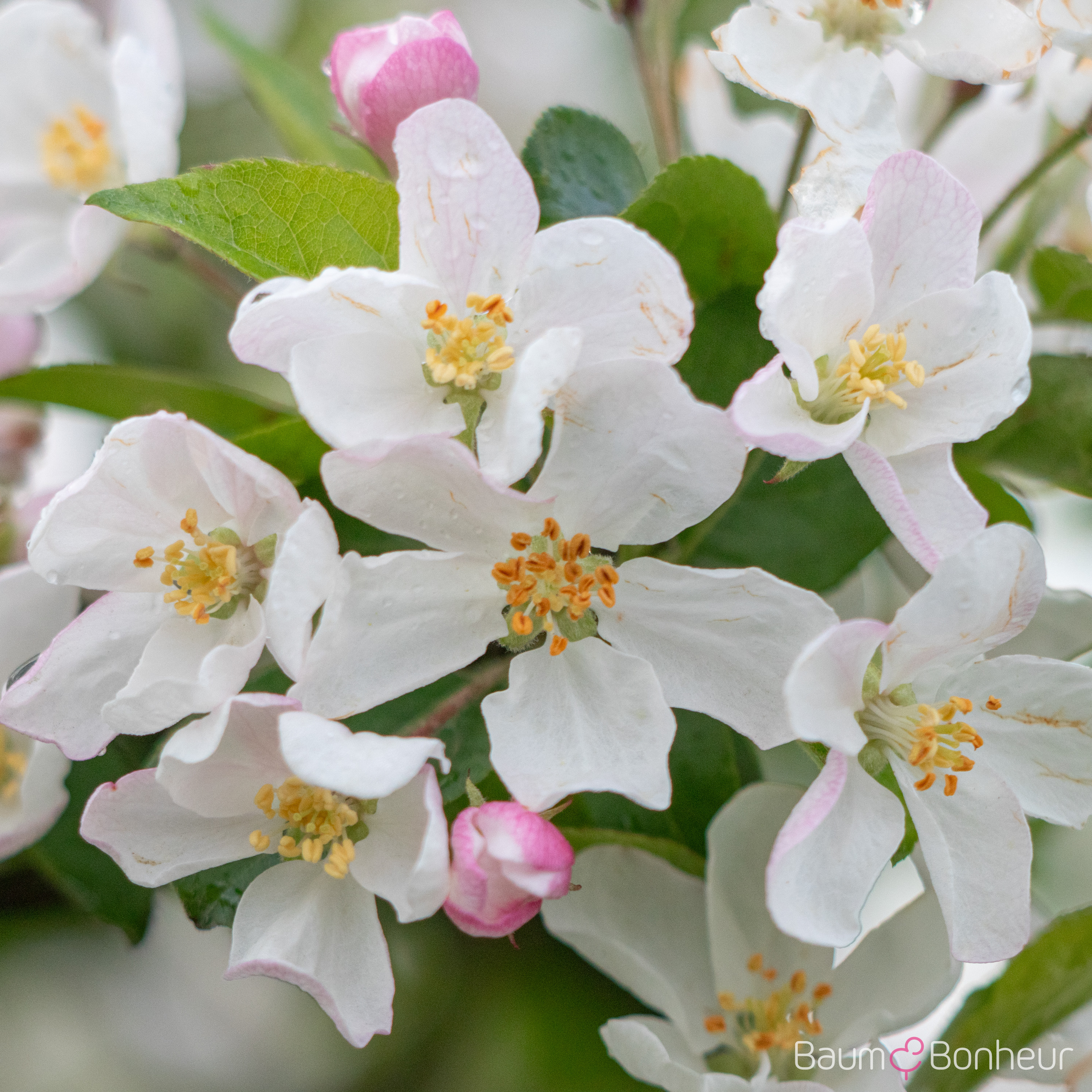 Malus 'Red Sentinel'