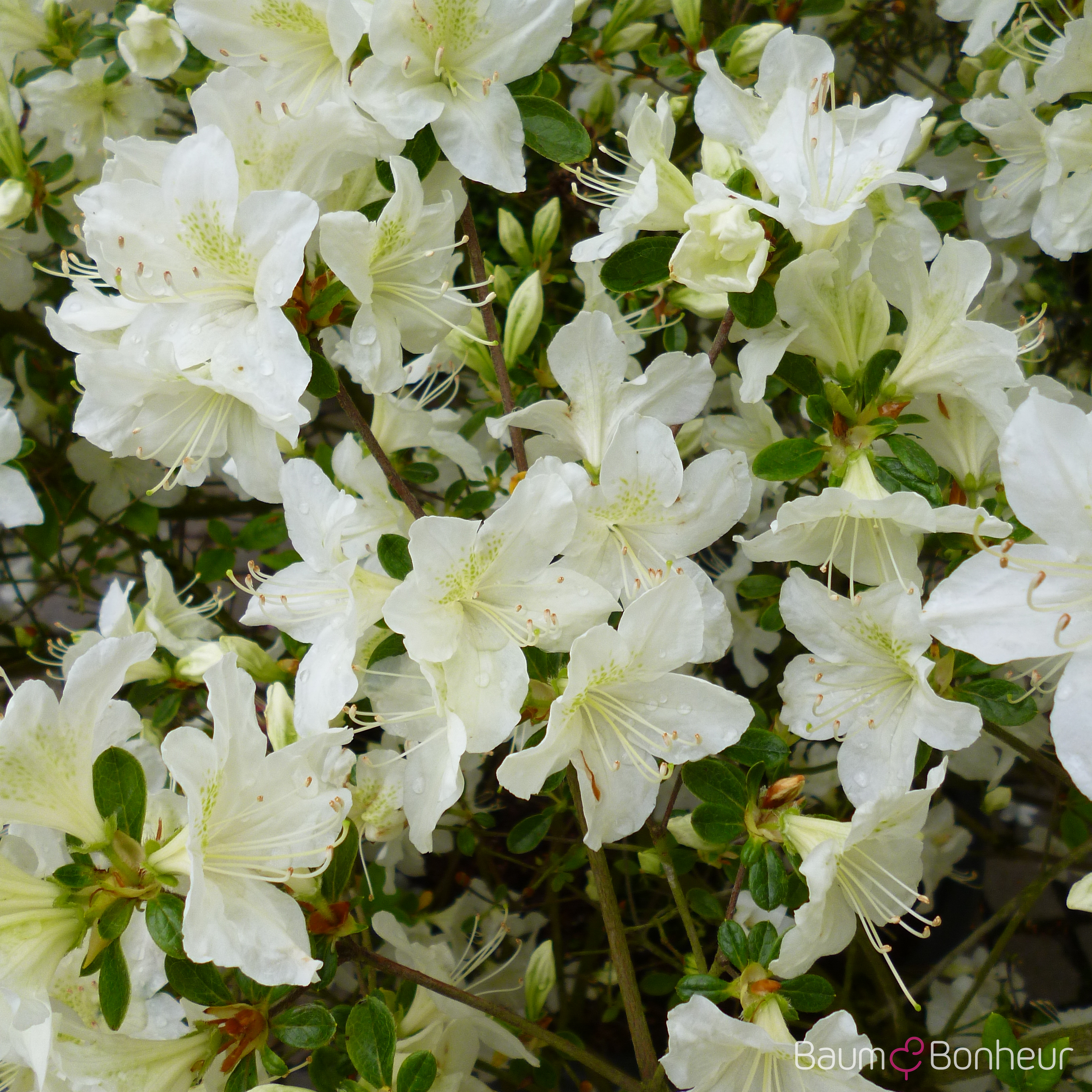 Rhododendron obtusum 'Palestrina'