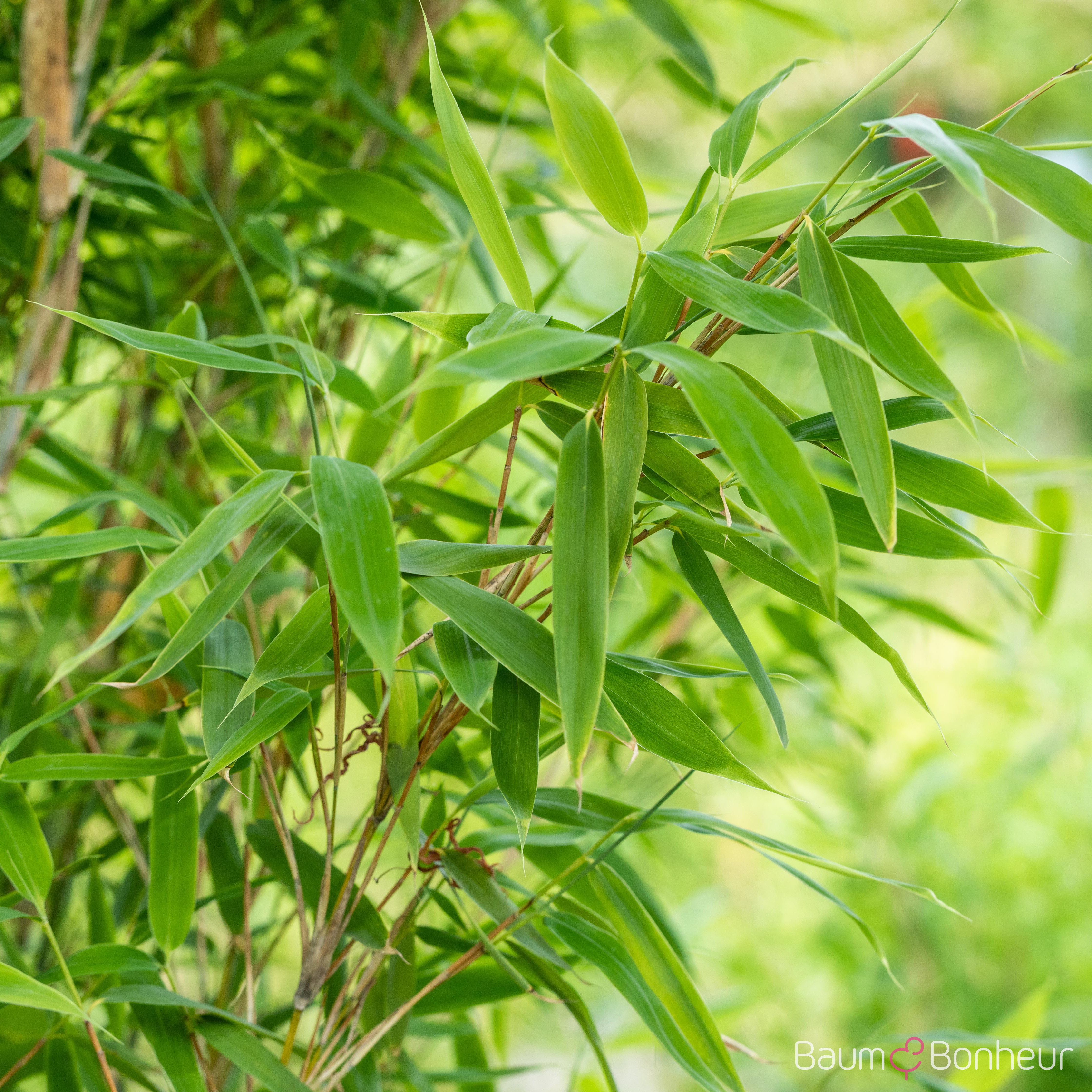 Fargesia murieliae 'Jumbo'