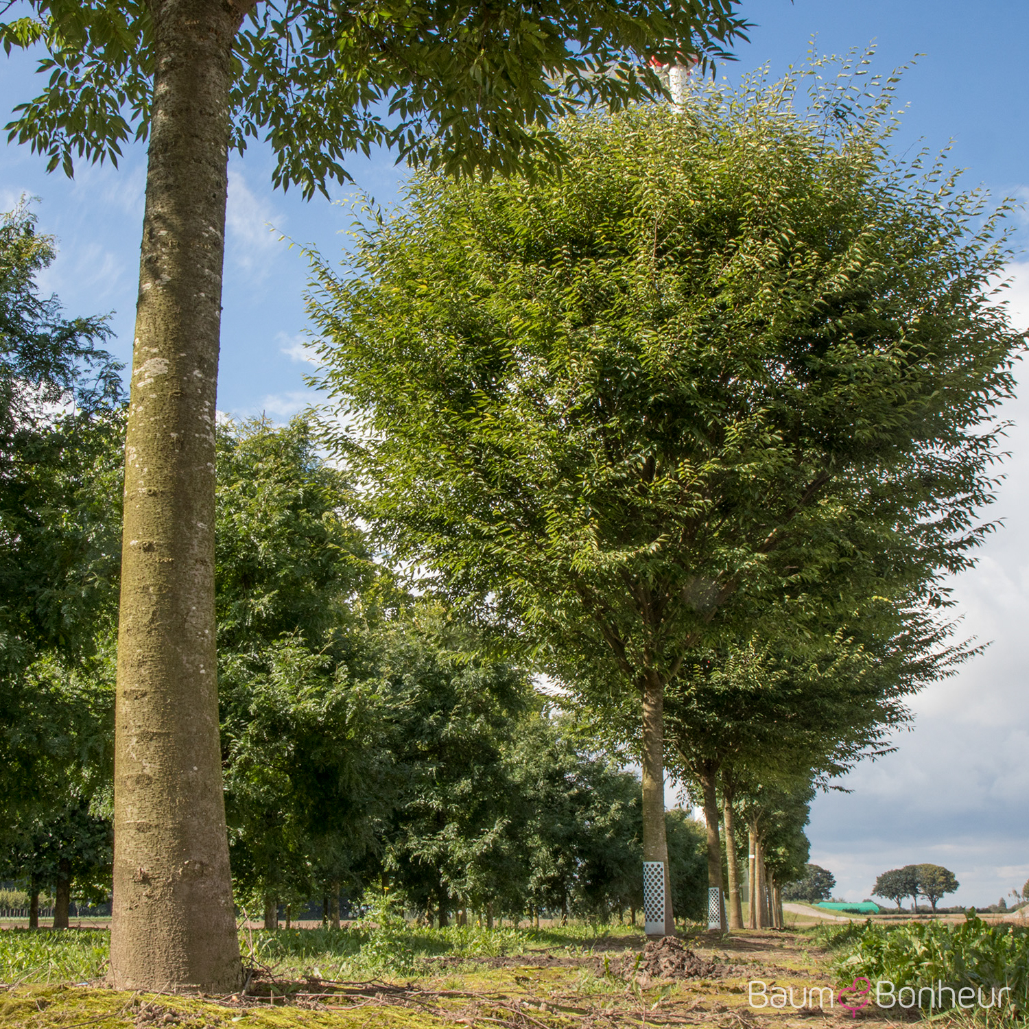 Zelkova serrata 'Green Vase'