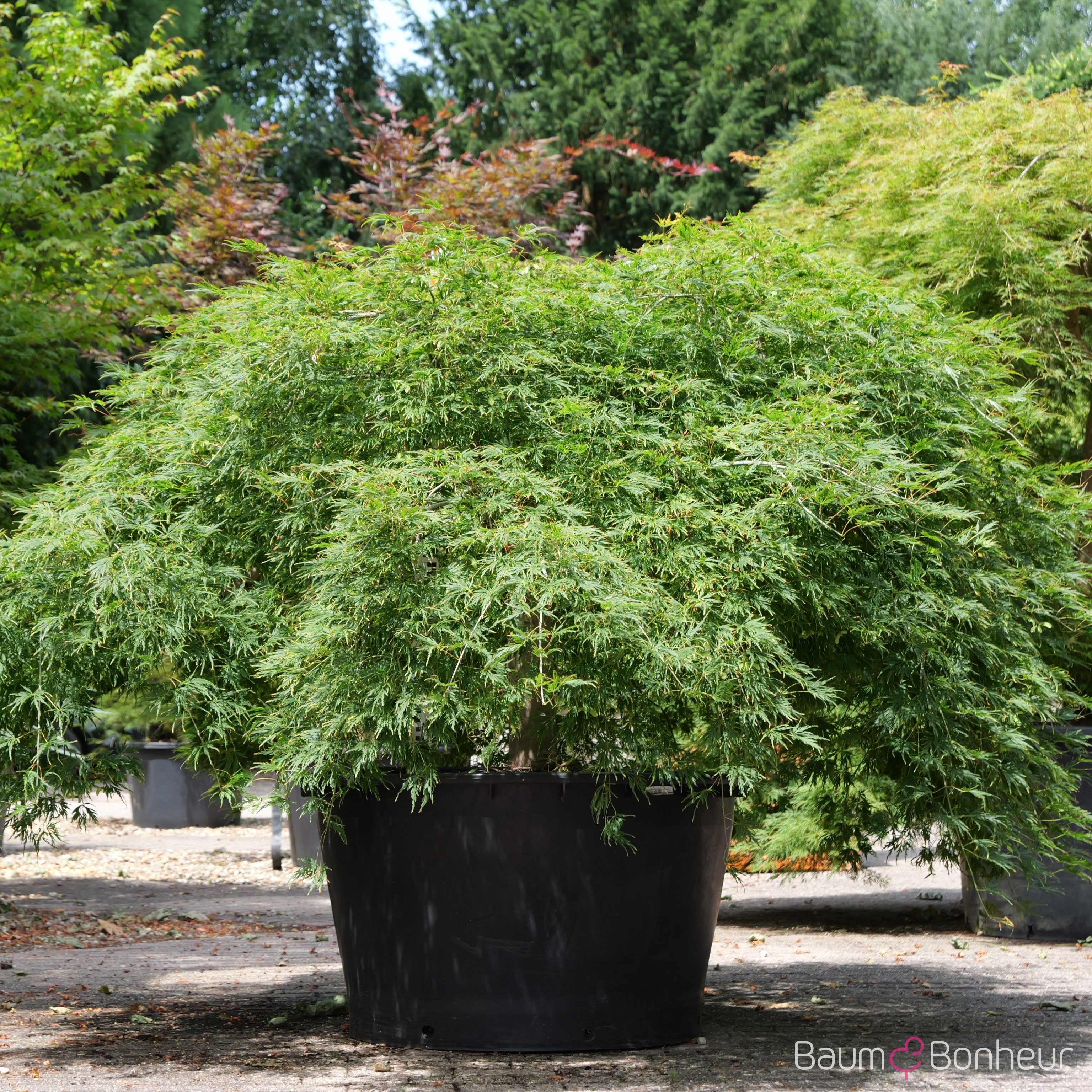 Acer palmatum 'Dissectum'