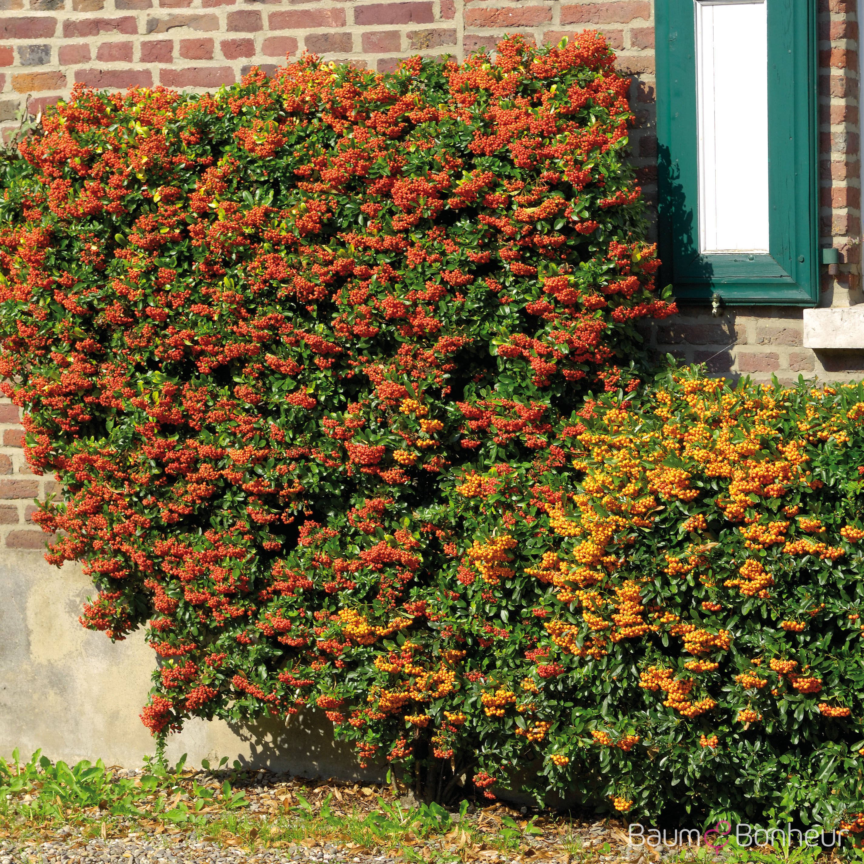 Pyracantha 'Soleil d'Or'