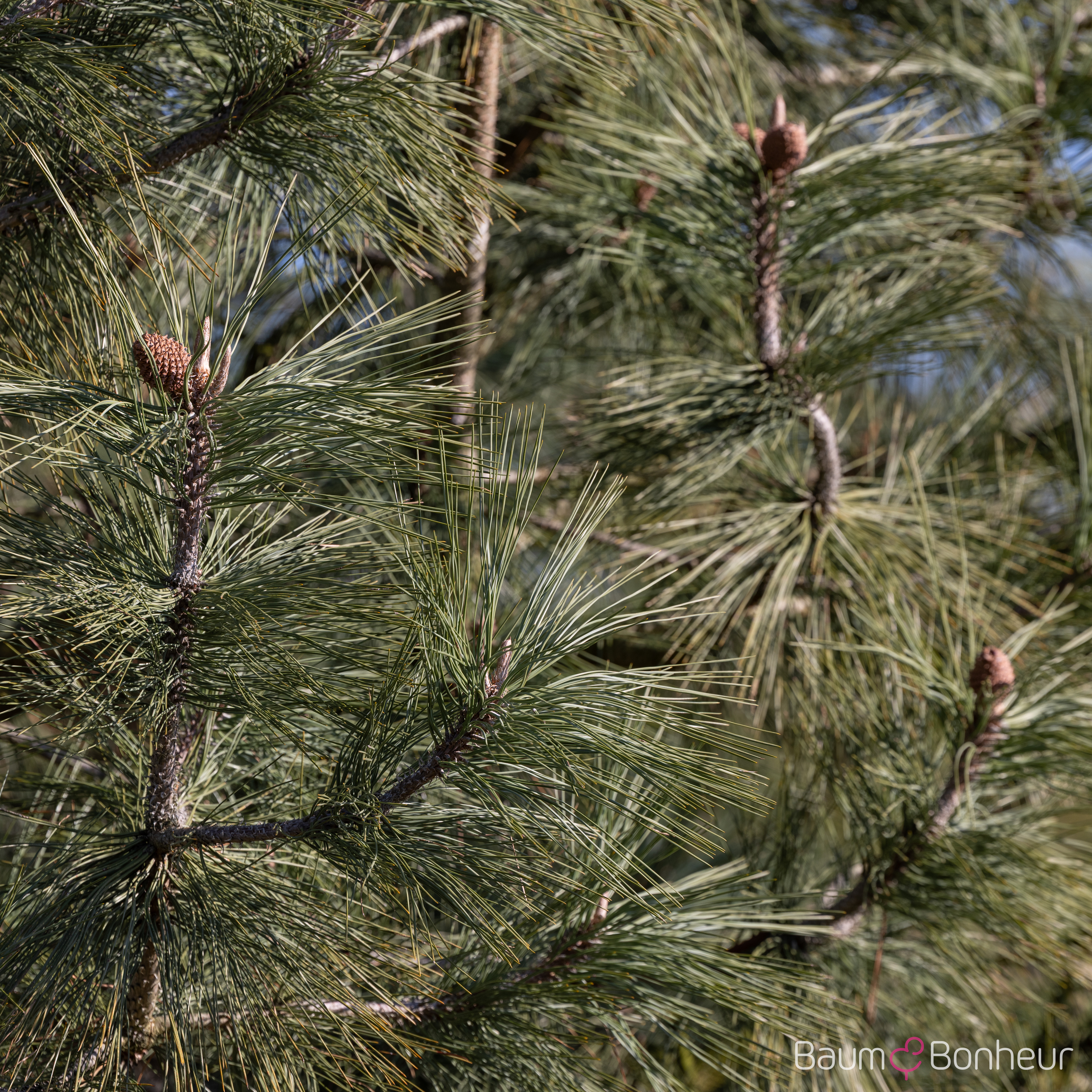 Pinus ponderosa