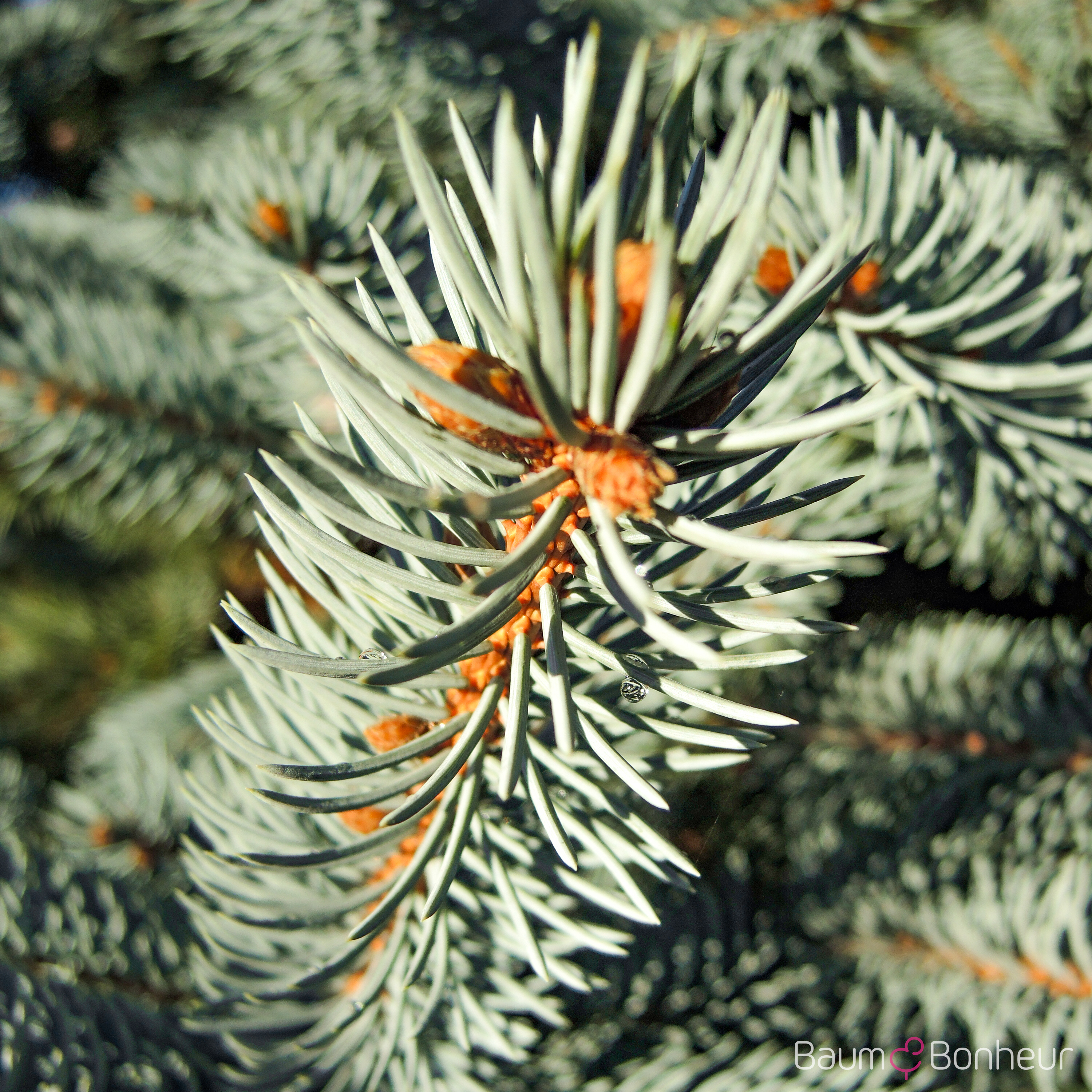 Picea pungens 'Oldenburg' -R-